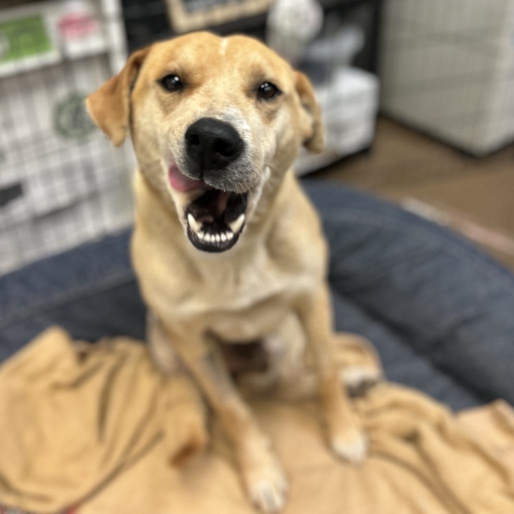 Greg- In Foster!, a Adoptable mixed breed in Flagstaff, AZ image 4/6
