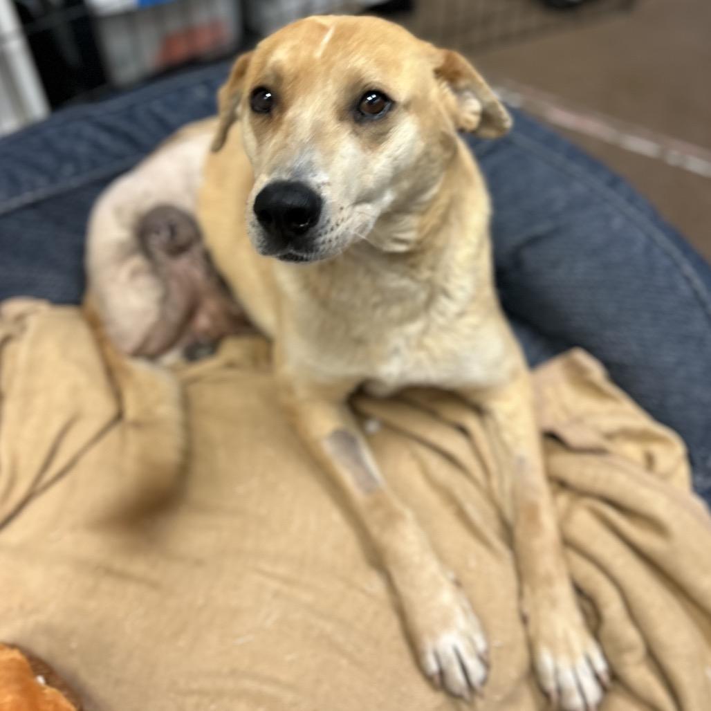 Greg- In Foster!, a Adoptable mixed breed in Flagstaff, AZ image 5/6