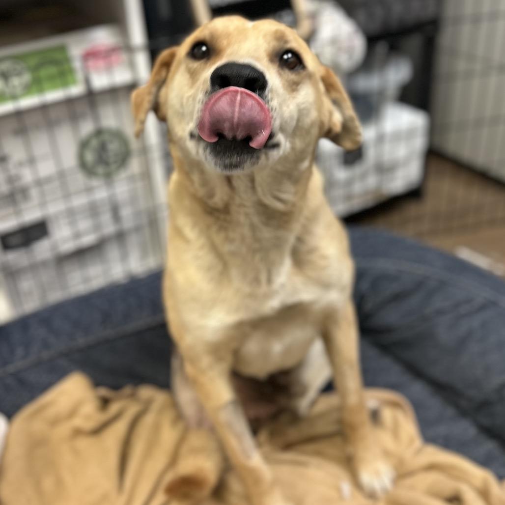 Greg- In Foster!, a Adoptable mixed breed in Flagstaff, AZ image 6/6