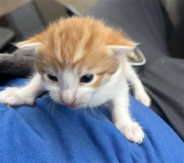 RAZZLE — thumbnail 2