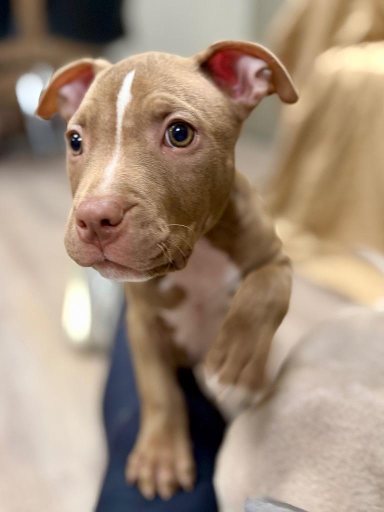 Aurora pup4, Adoptable, Puppy Male Mixed Breed.