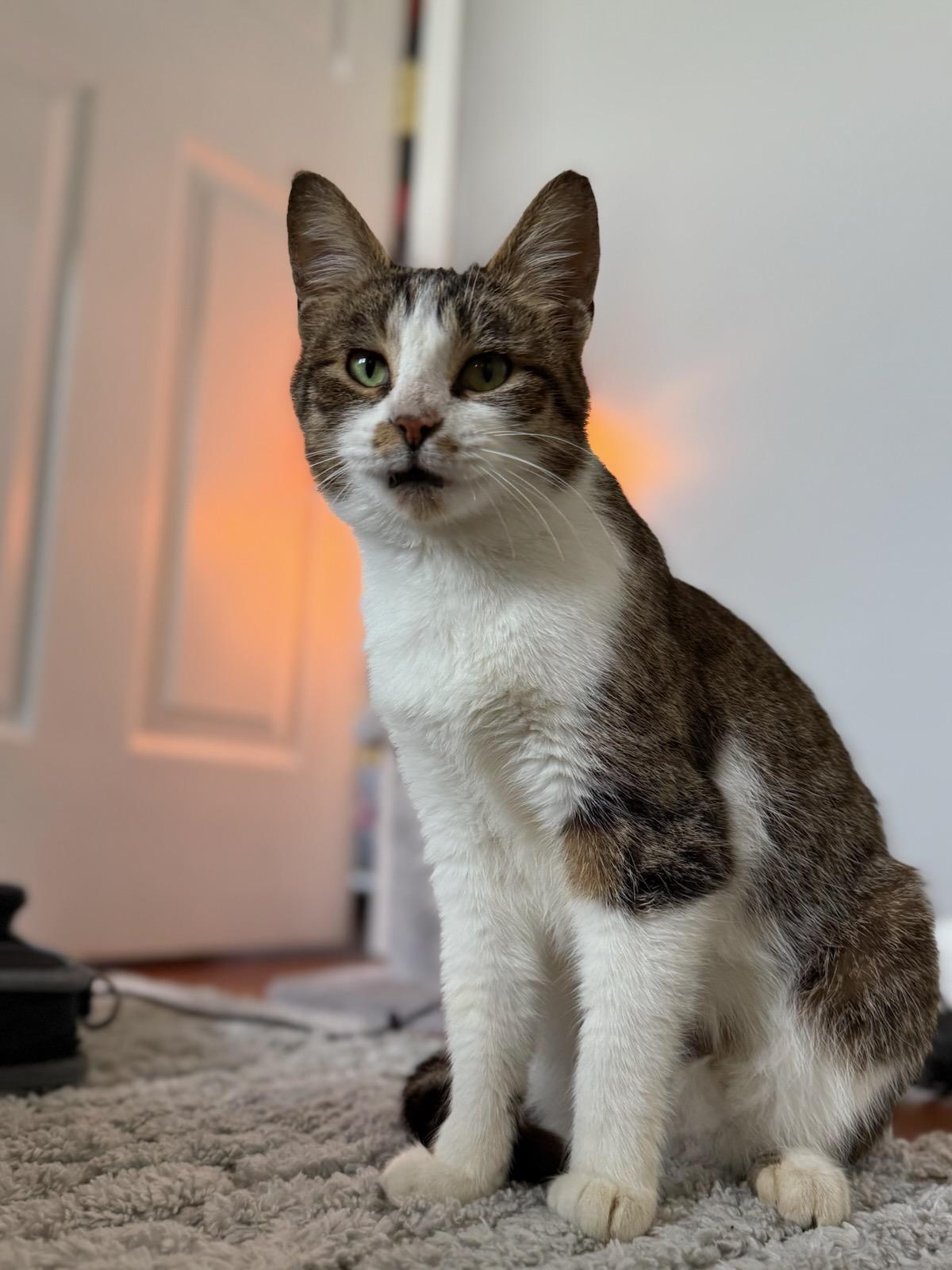 Flora, Young Female Domestic Short Hair