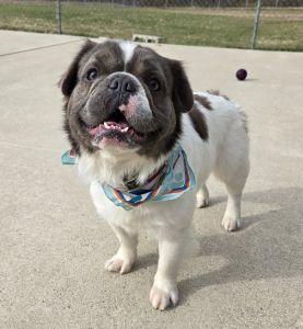 Pugs for Adoption in Cardington, Ohio | Petfinder