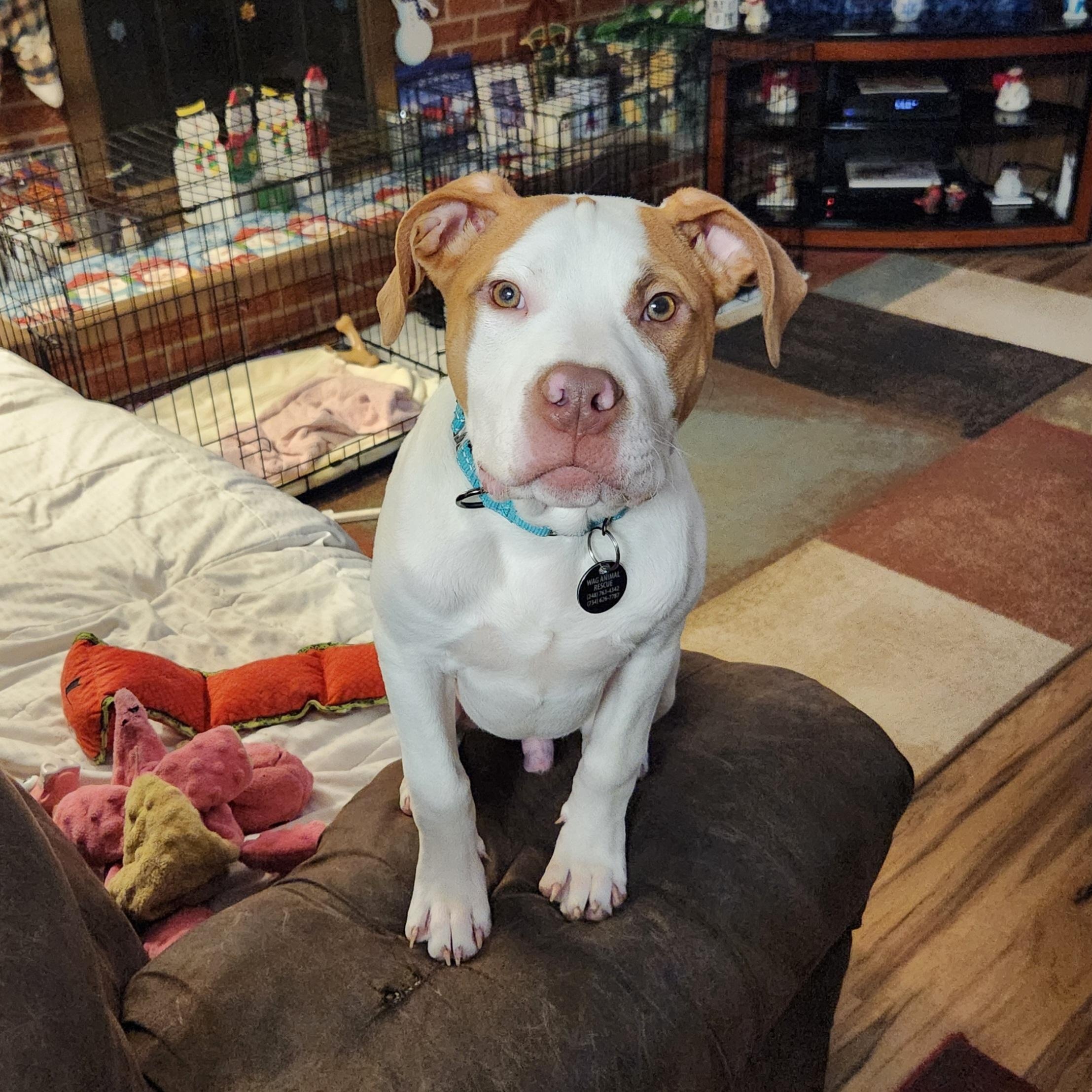 Ziggy, a ADOPTABLE mixed breed in Livonia, MI image 4/6