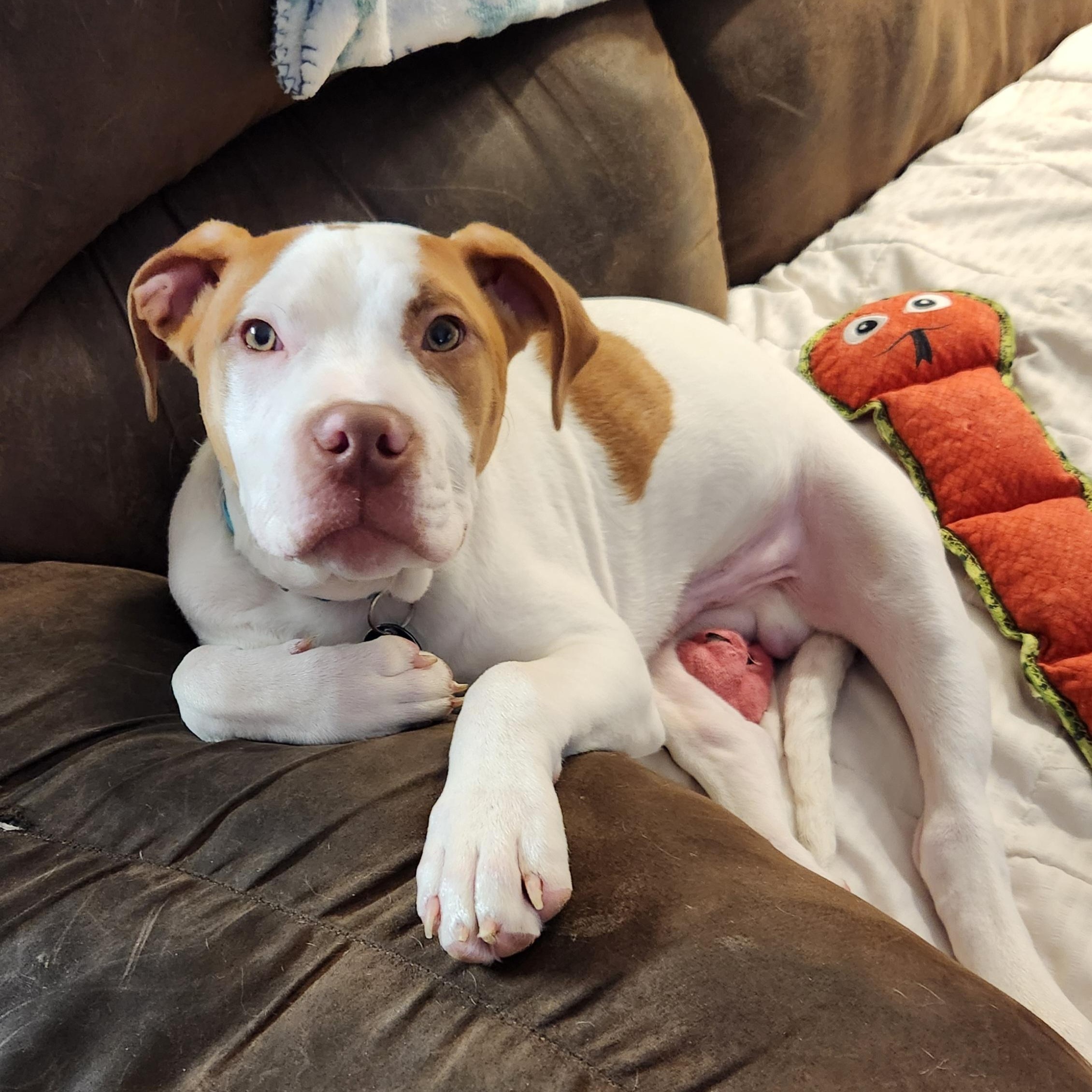 Ziggy, a ADOPTABLE mixed breed in Livonia, MI image 5/6