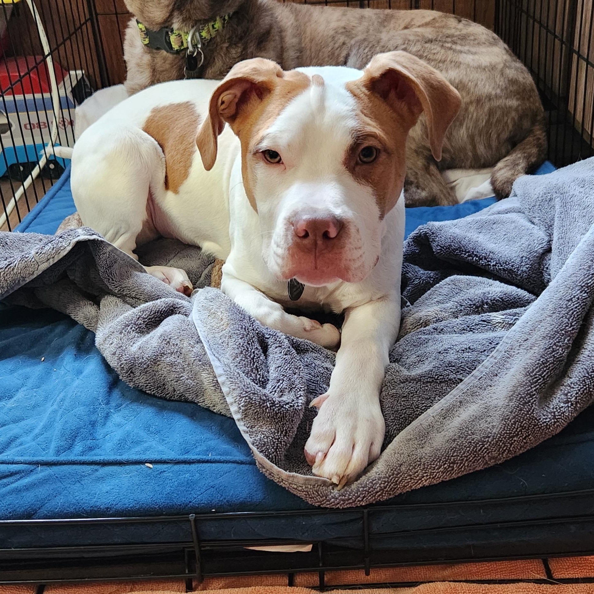 Ziggy, a ADOPTABLE mixed breed in Livonia, MI image 2/6