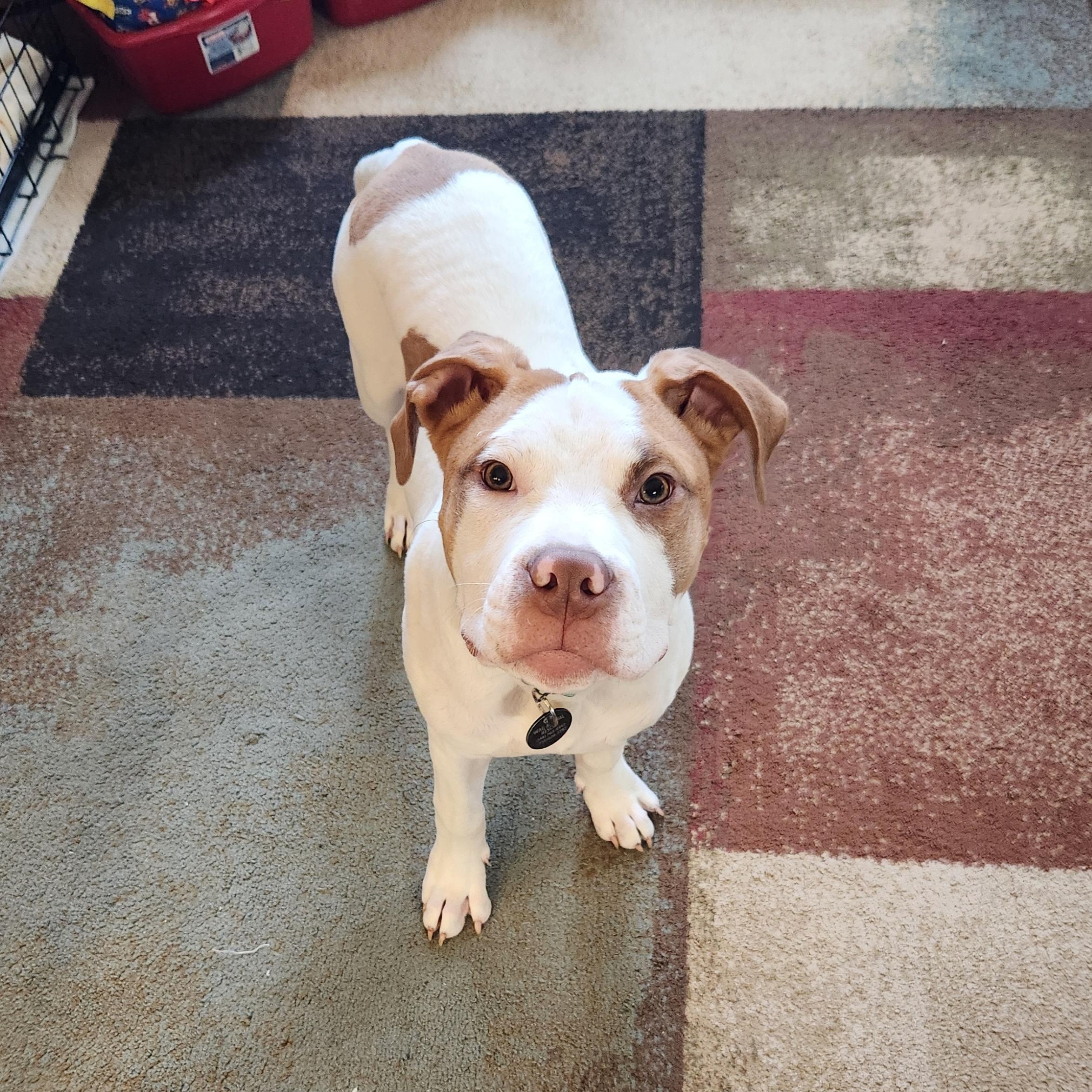 Ziggy, a ADOPTABLE mixed breed in Livonia, MI image 1/6