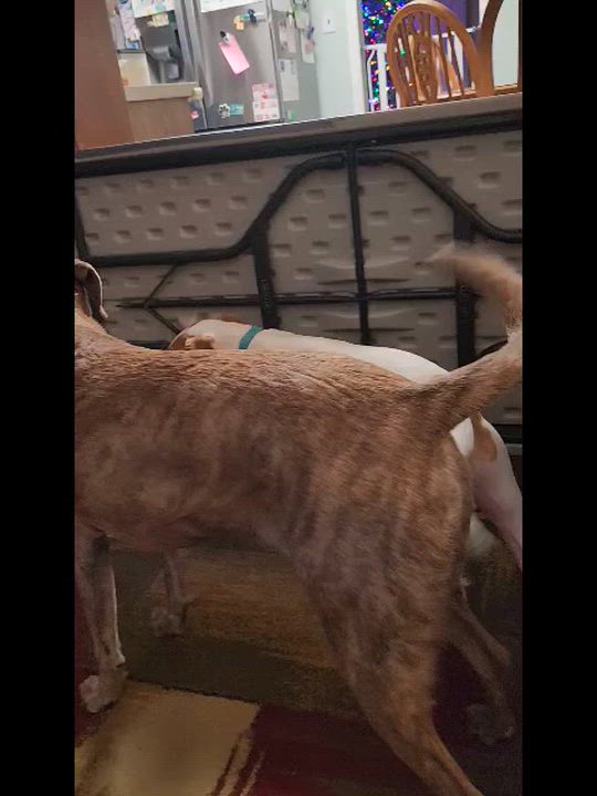 Enlarge Ziggy, a ADOPTABLE mixed breed in Livonia, MI video 6/6