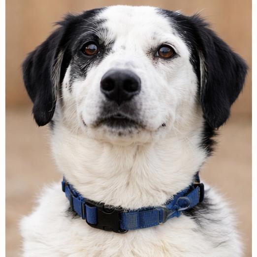 Enlarge Berry, a Adoptable mixed breed in Lancaster, OH image 1/1