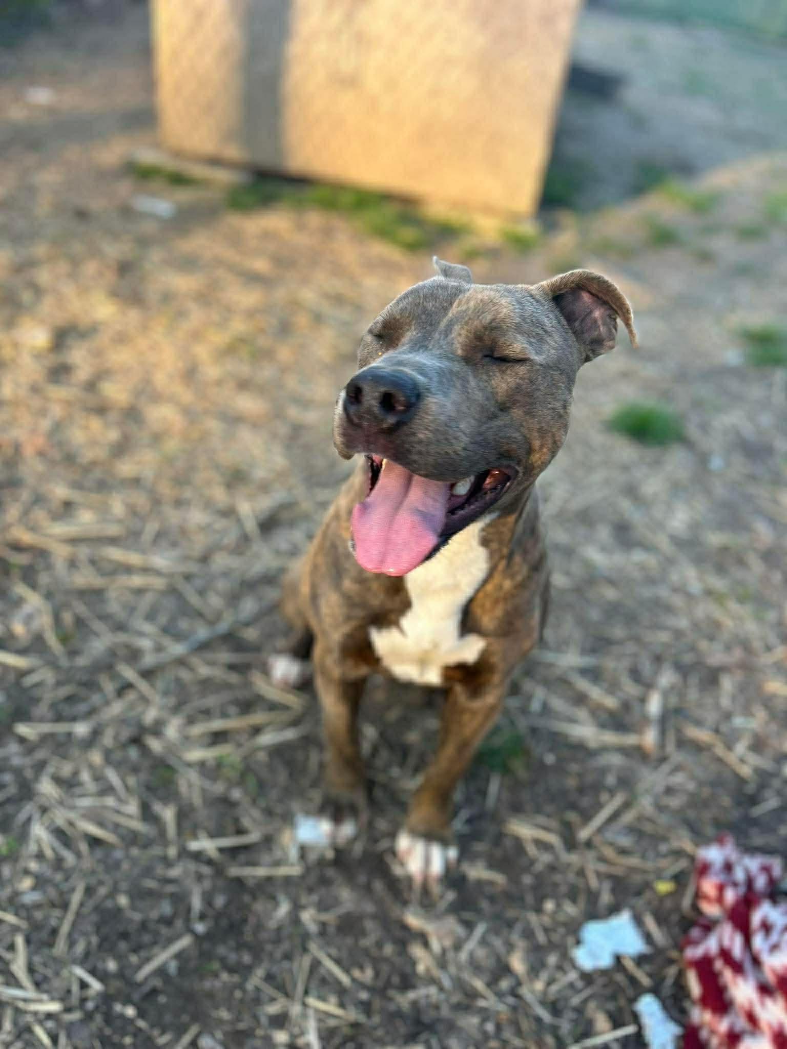 Amigo, Adopted, Adult Male Pit Bull Terrier.