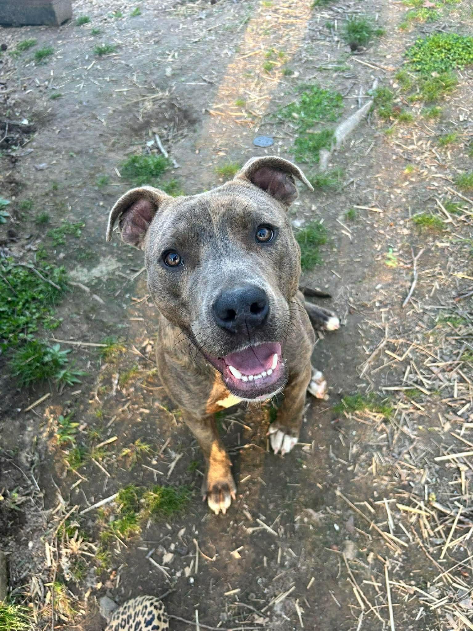Enlarge Amigo, a Adopted Pit Bull Terrier in Hillsboro, NH image 2/3