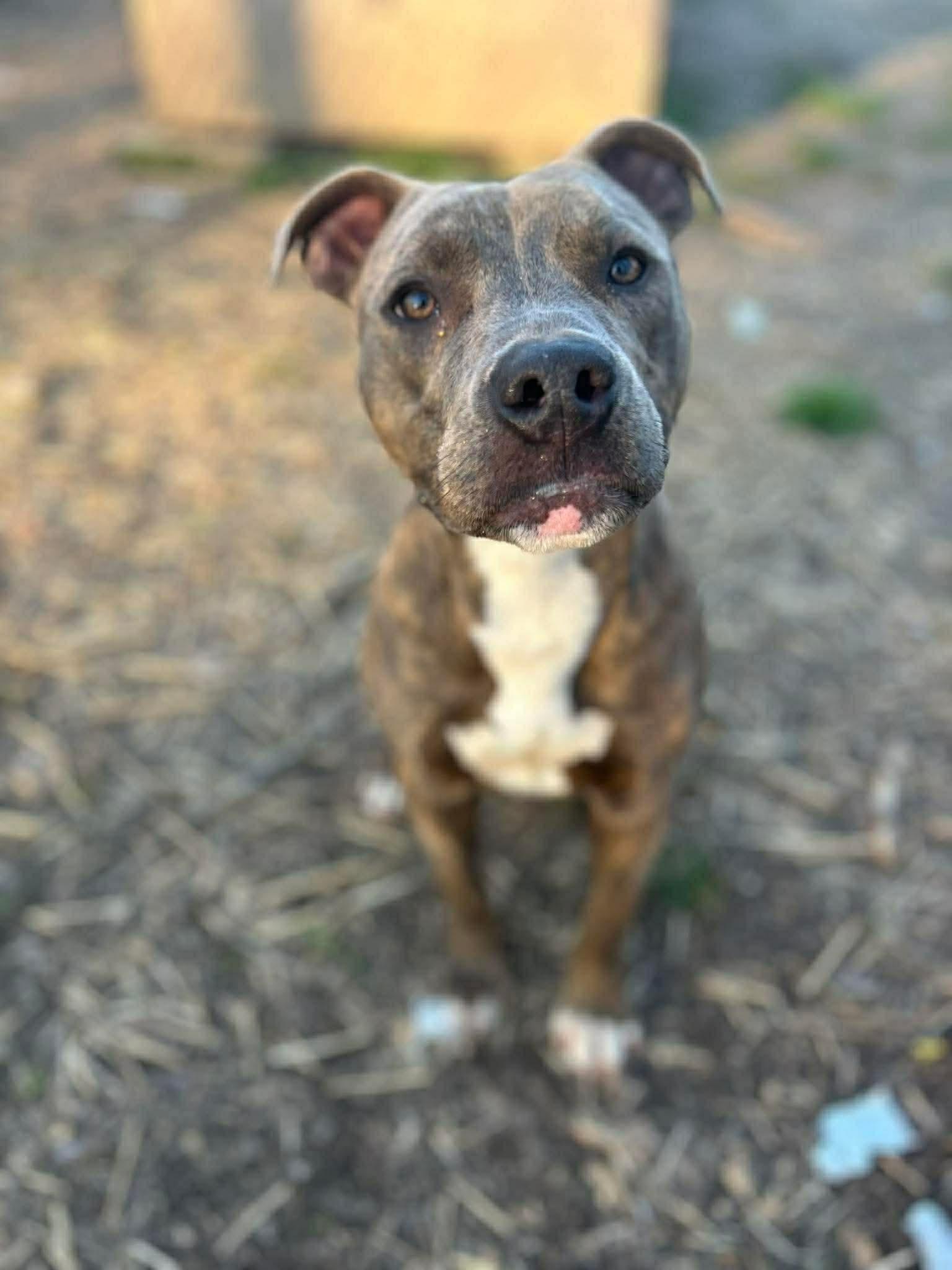 Enlarge Amigo, a Adopted Pit Bull Terrier in Hillsboro, NH image 3/3