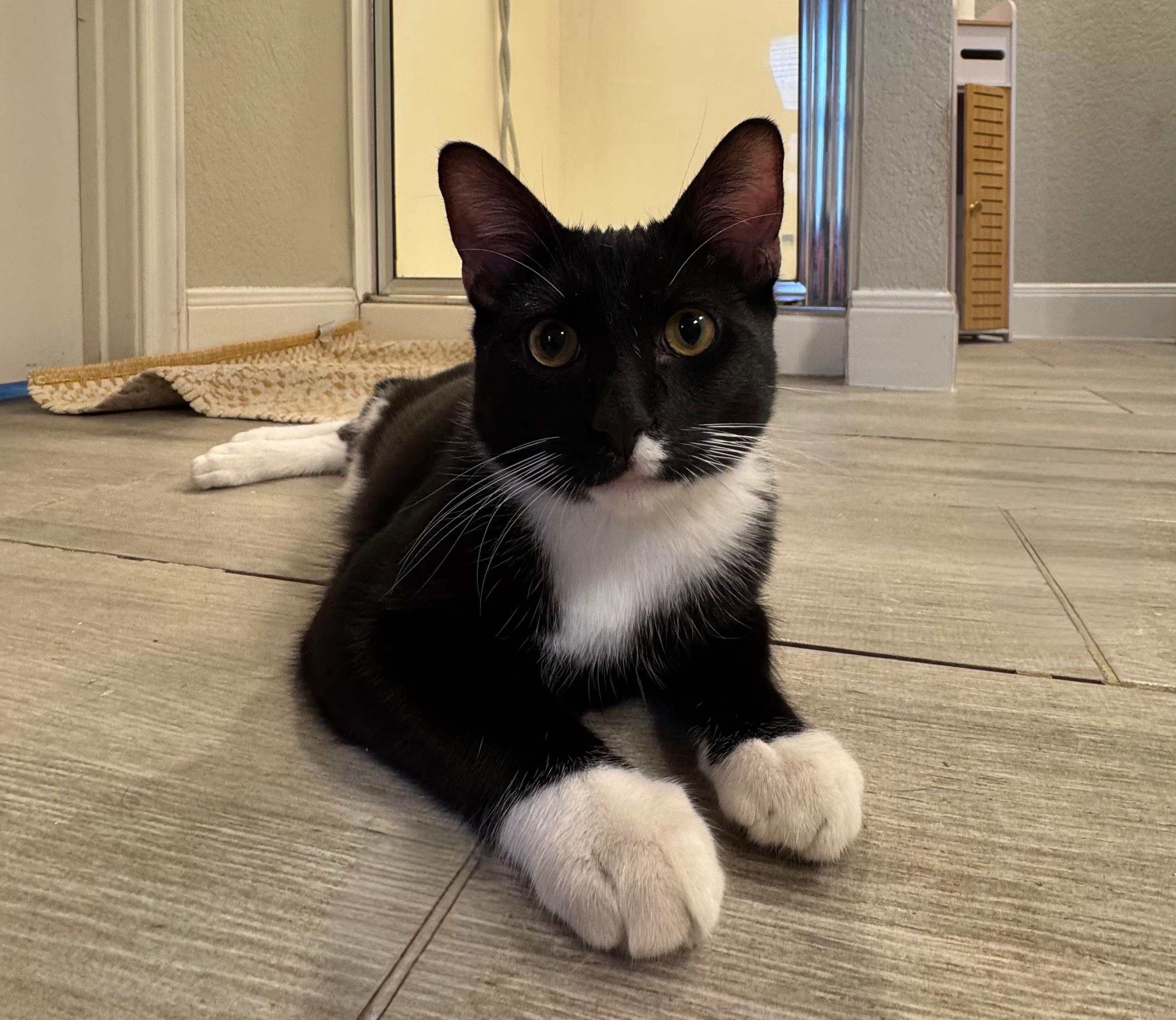 Mittens (Mitty), a ADOPTABLE Tuxedo in San Antonio, TX image 5/5