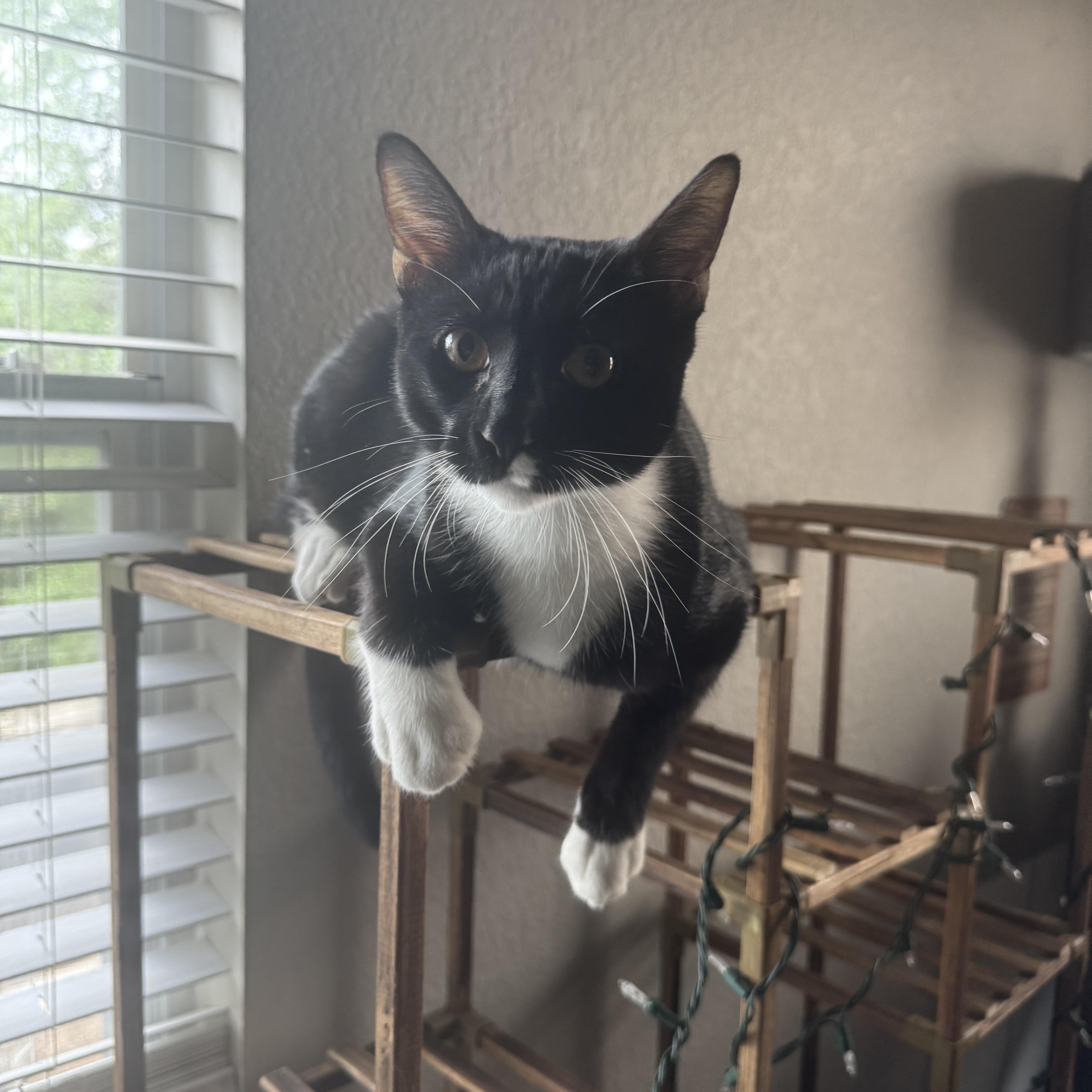 Mittens (Mitty), a ADOPTABLE Tuxedo in San Antonio, TX image 4/5