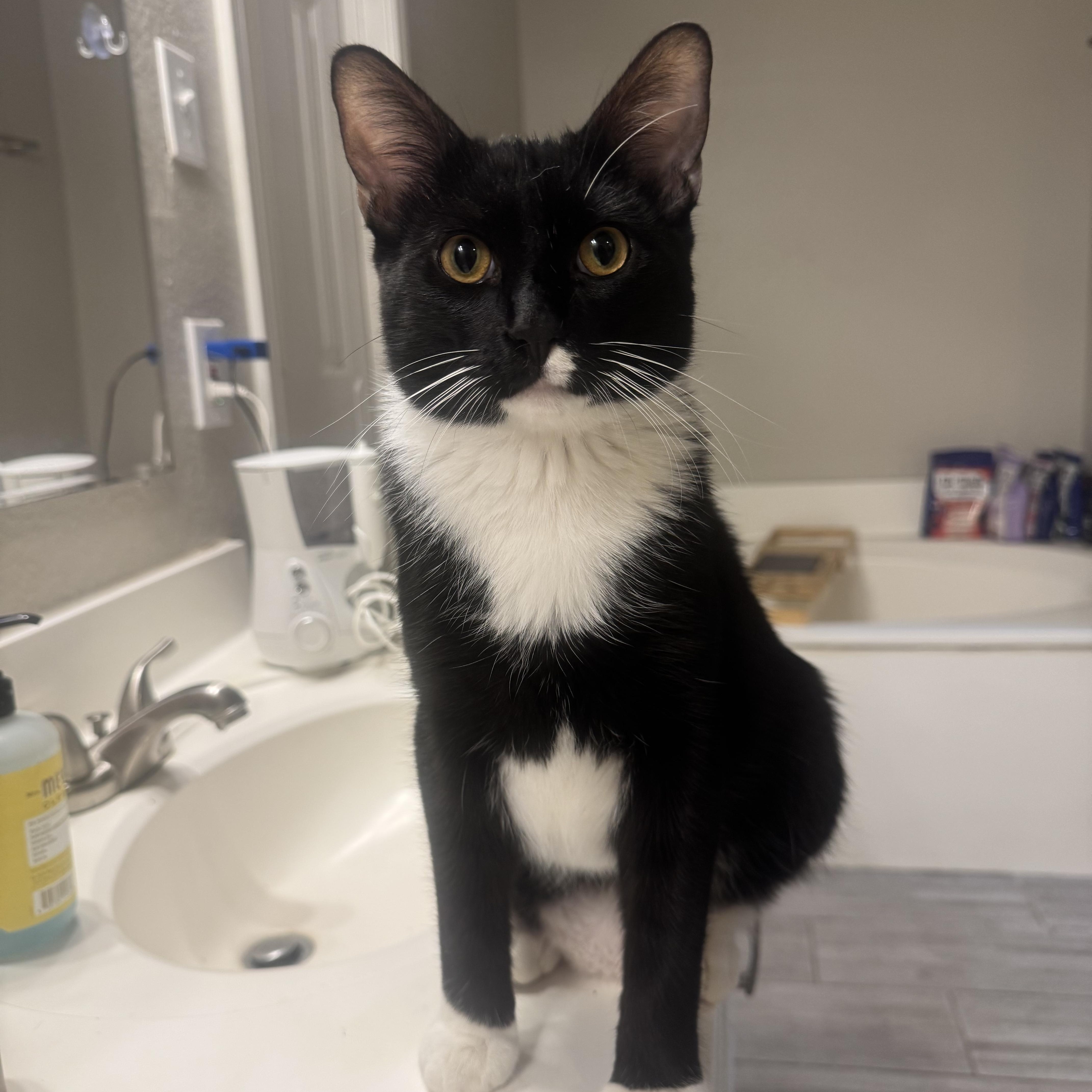 Mittens (Mitty), ADOPTABLE, Young Male Tuxedo.