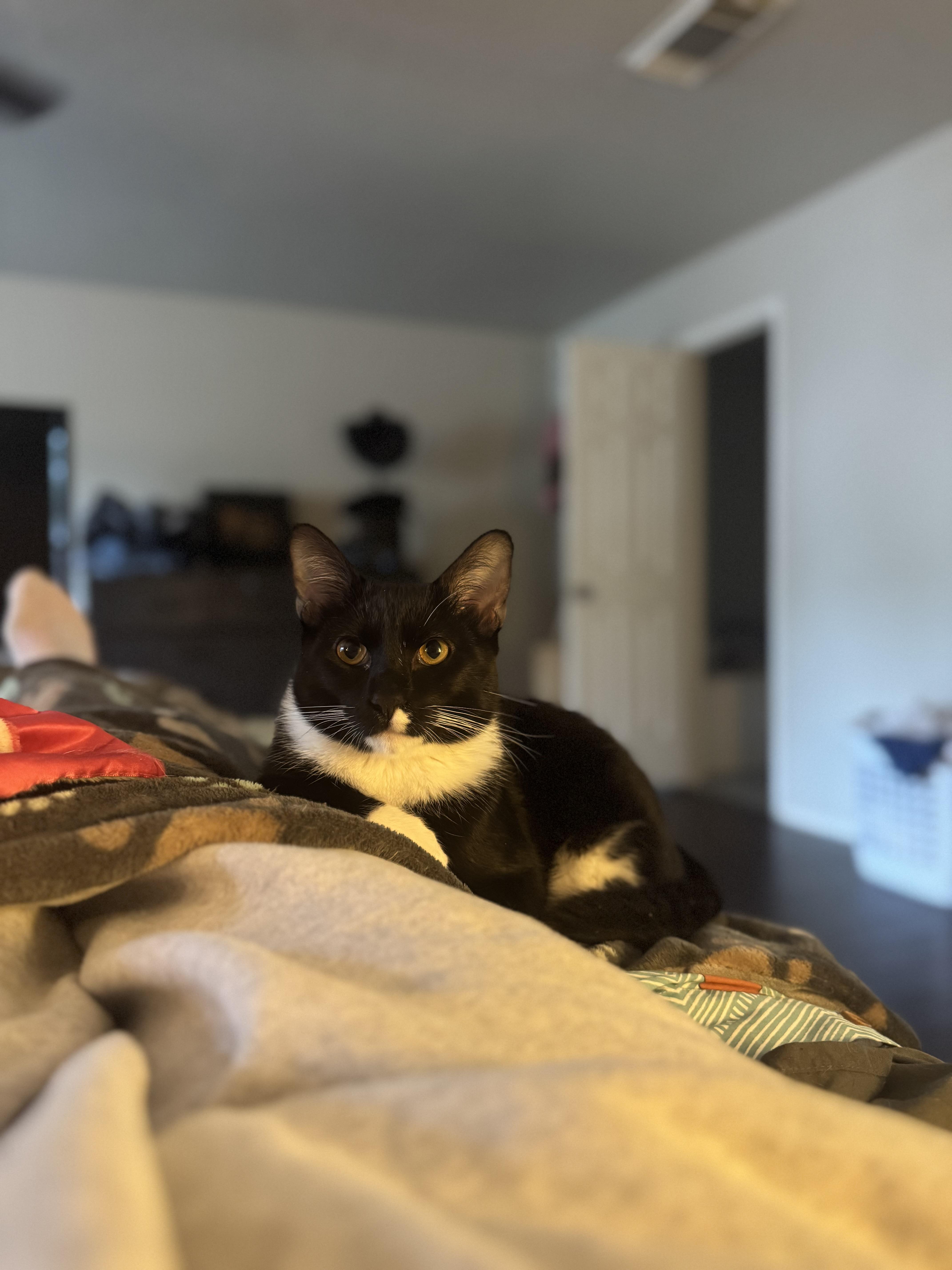 Mittens (Mitty), a ADOPTABLE Tuxedo in San Antonio, TX image 3/5