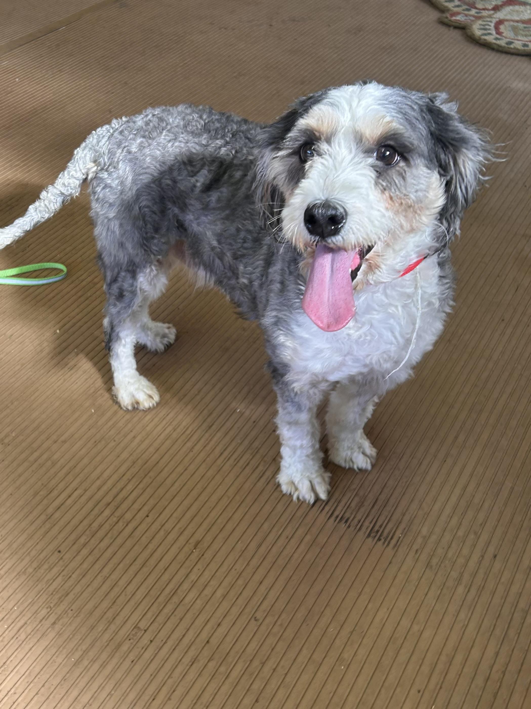 BIRDIE (mini), Adoptable, Adult Female Bernedoodle.