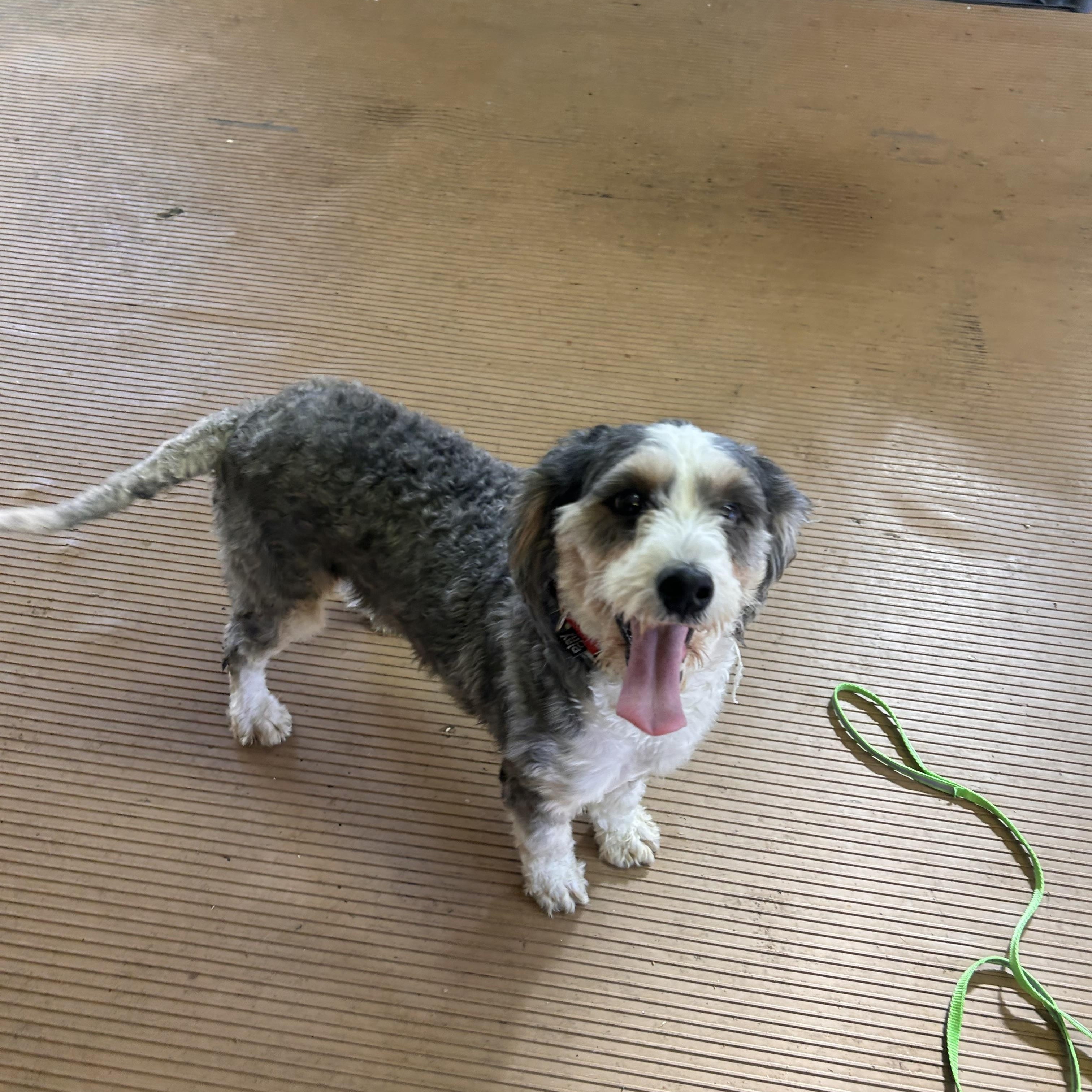 Enlarge BIRDIE (mini), a Adoptable Bernedoodle in Elyria, OH image 2/6
