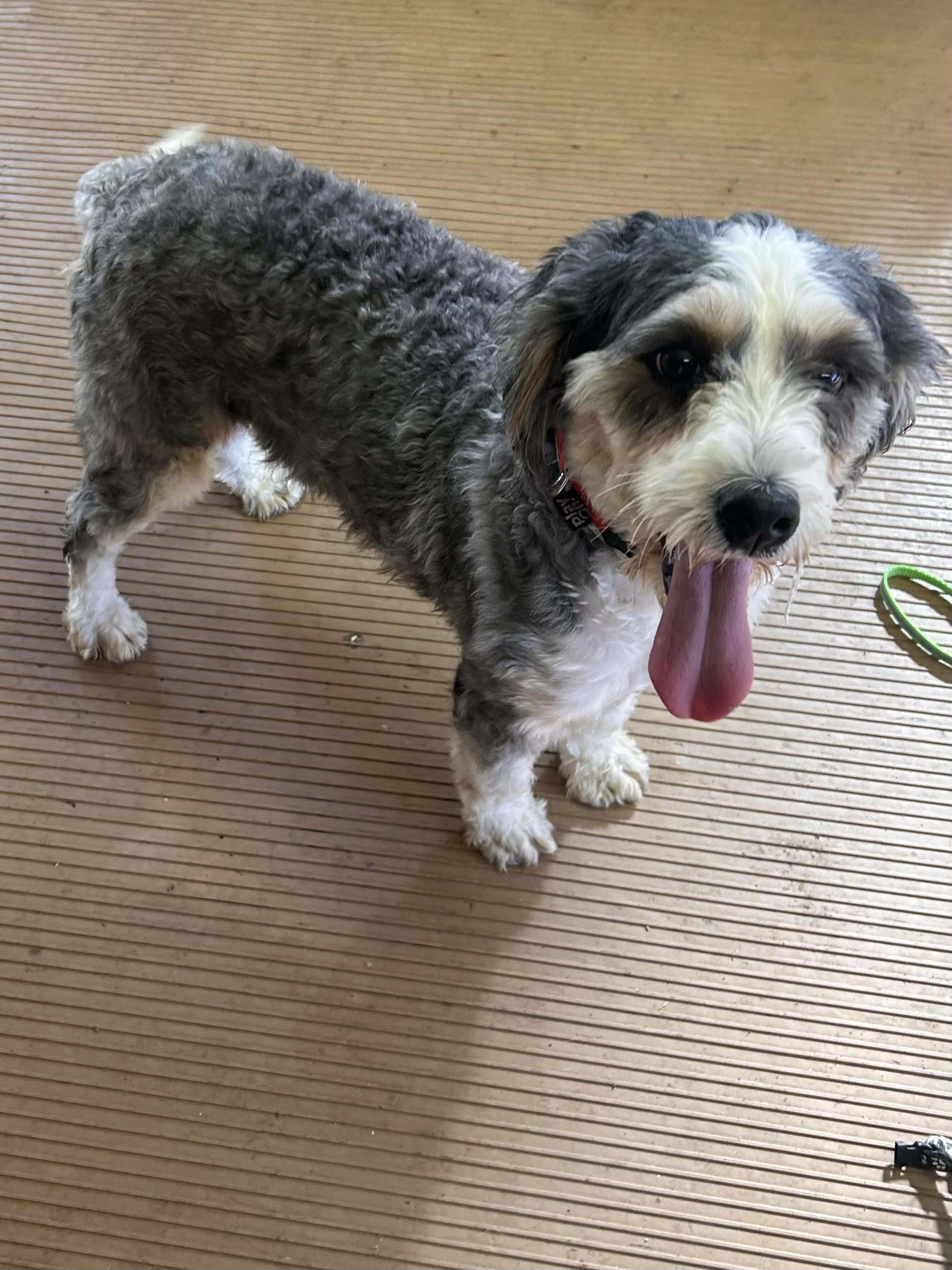 Enlarge BIRDIE (mini), a Adoptable Bernedoodle in Elyria, OH image 3/6
