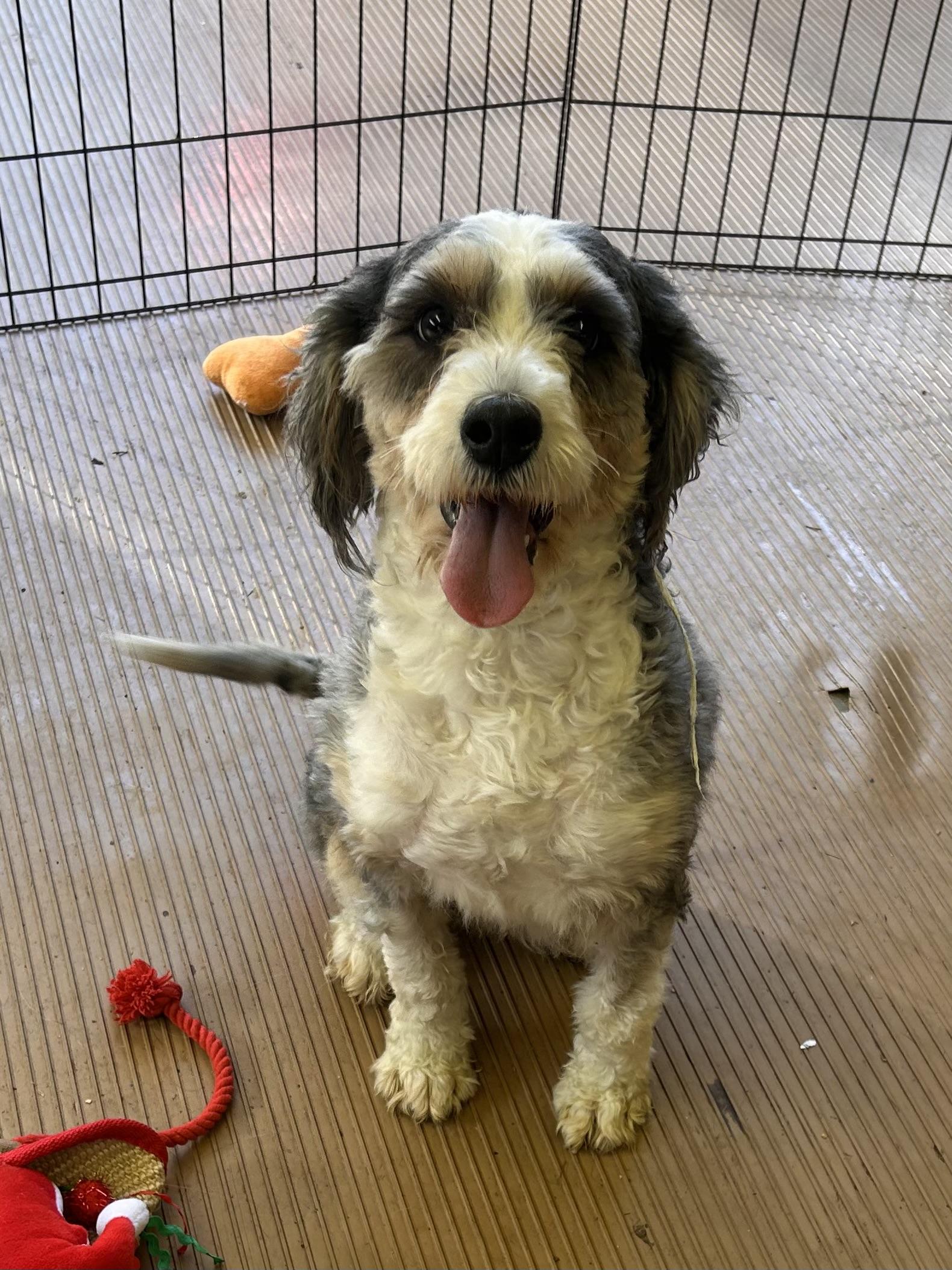 Enlarge BIRDIE (mini), a Adoptable Bernedoodle in Elyria, OH image 6/6