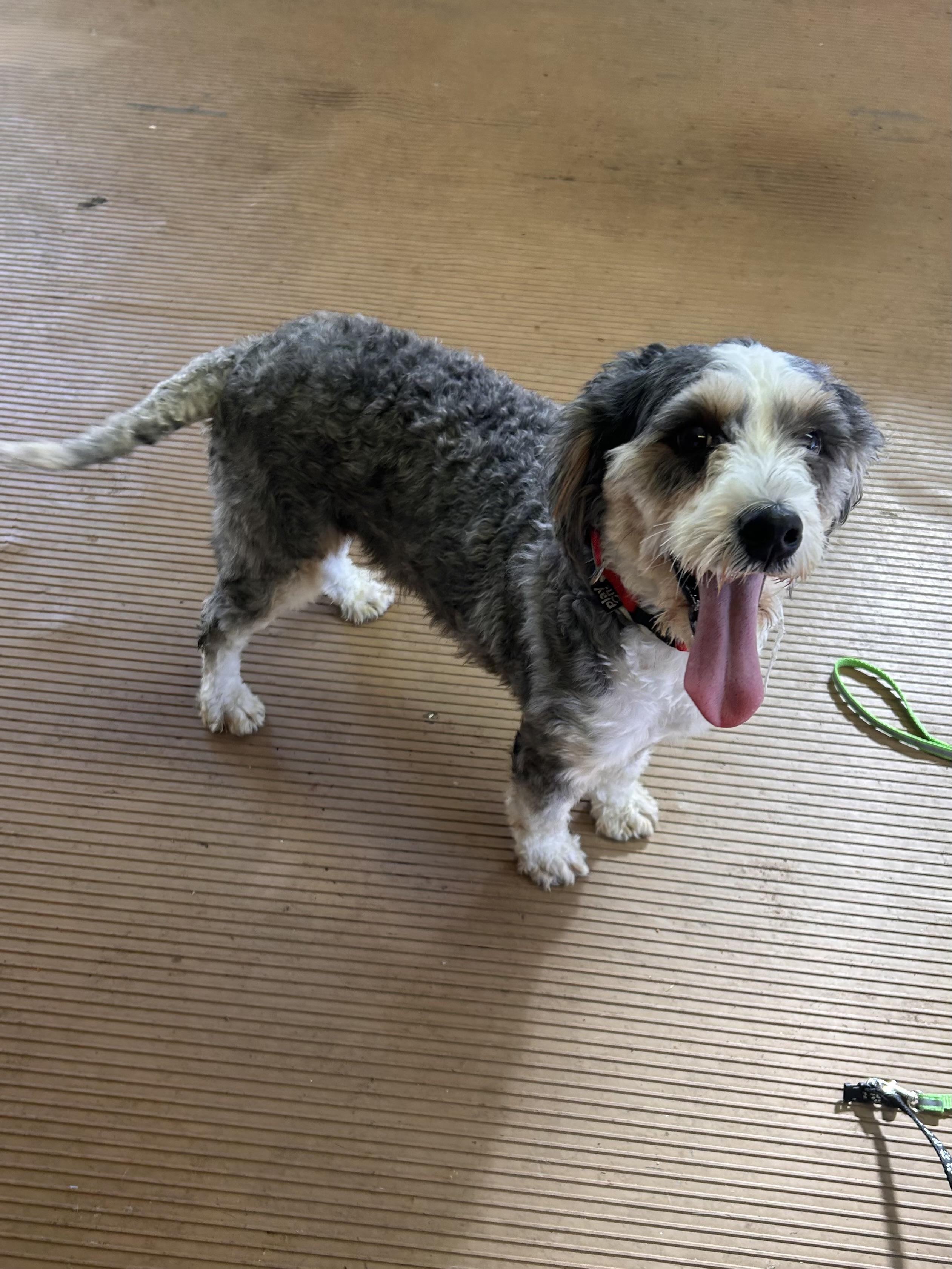 Enlarge BIRDIE (mini), a Adoptable Bernedoodle in Elyria, OH image 4/6