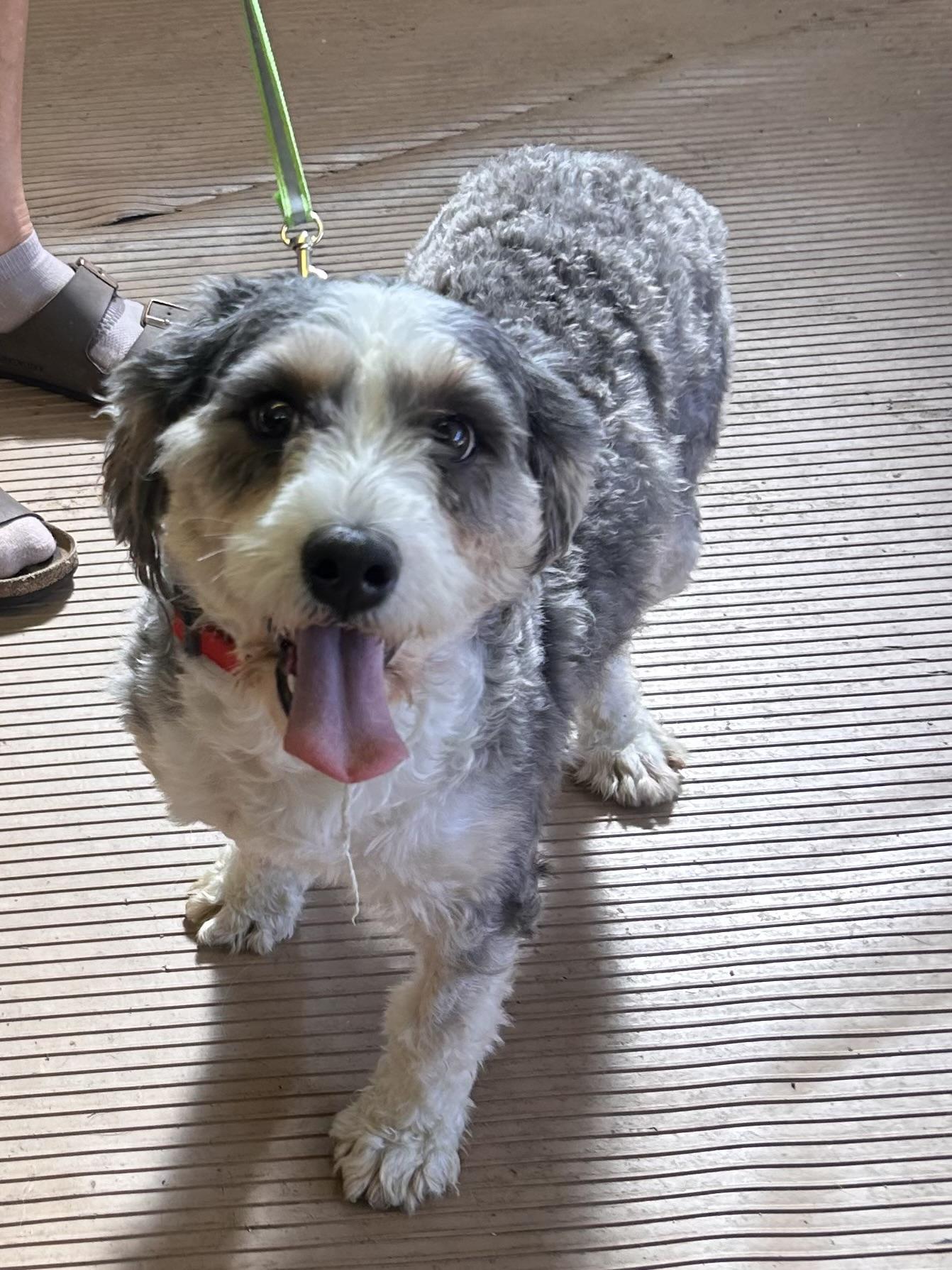 Enlarge BIRDIE (mini), a Adoptable Bernedoodle in Elyria, OH image 5/6