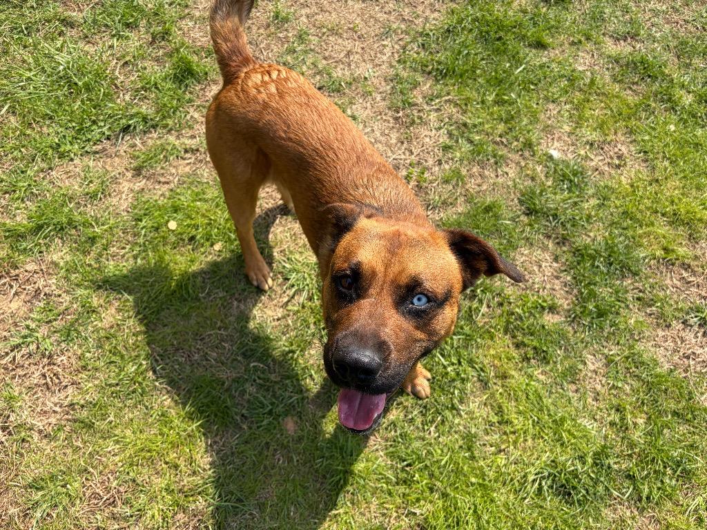 Manson, Adoptable, Young Male Mixed Breed.