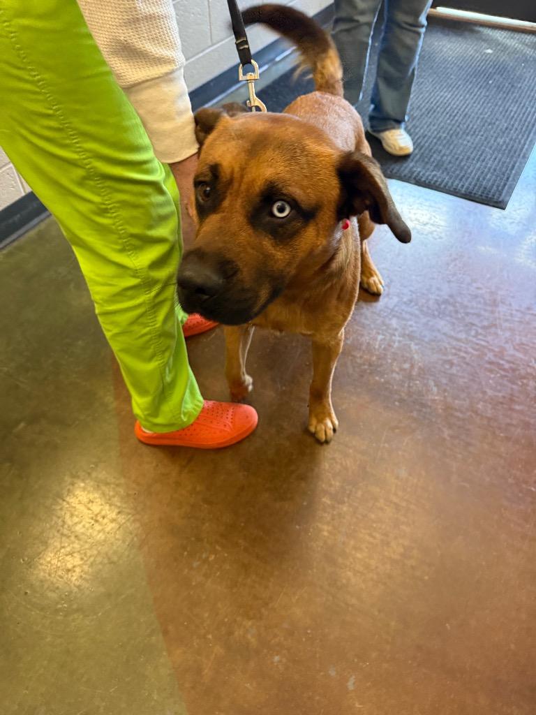 Enlarge Manson, a Adoptable mixed breed in Gallatin, TN image 2/2