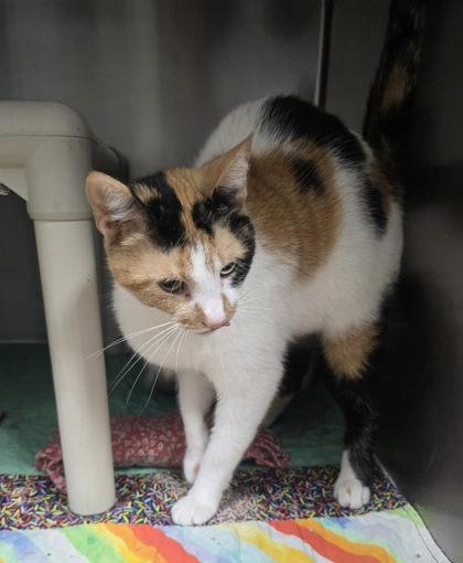 Penny Lane, Adopted, Adult Female Domestic Short Hair.
