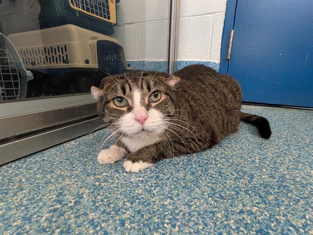 AUGGIE, Adoptable, Adult Male Domestic Short Hair.