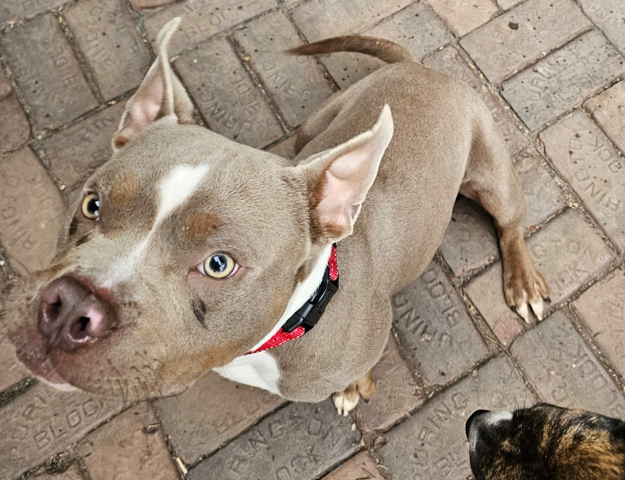 Enlarge Mater, a Adoptable mixed breed in De Pere, WI image 6/6