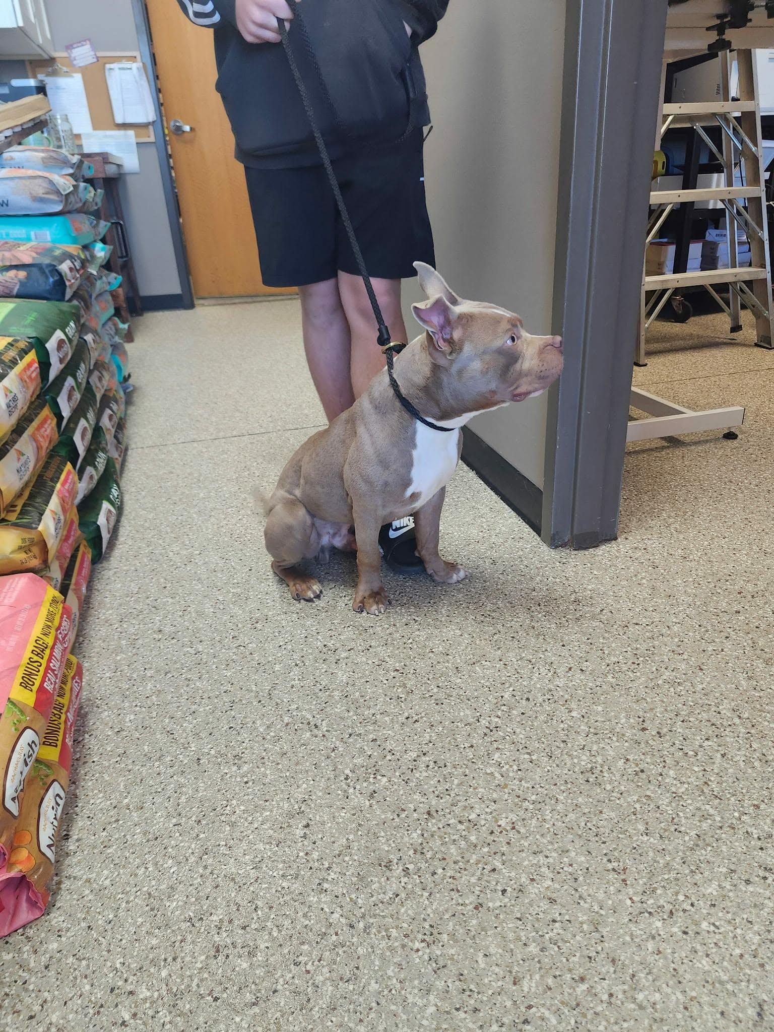 Enlarge Mater, a Adoptable mixed breed in De Pere, WI image 5/6