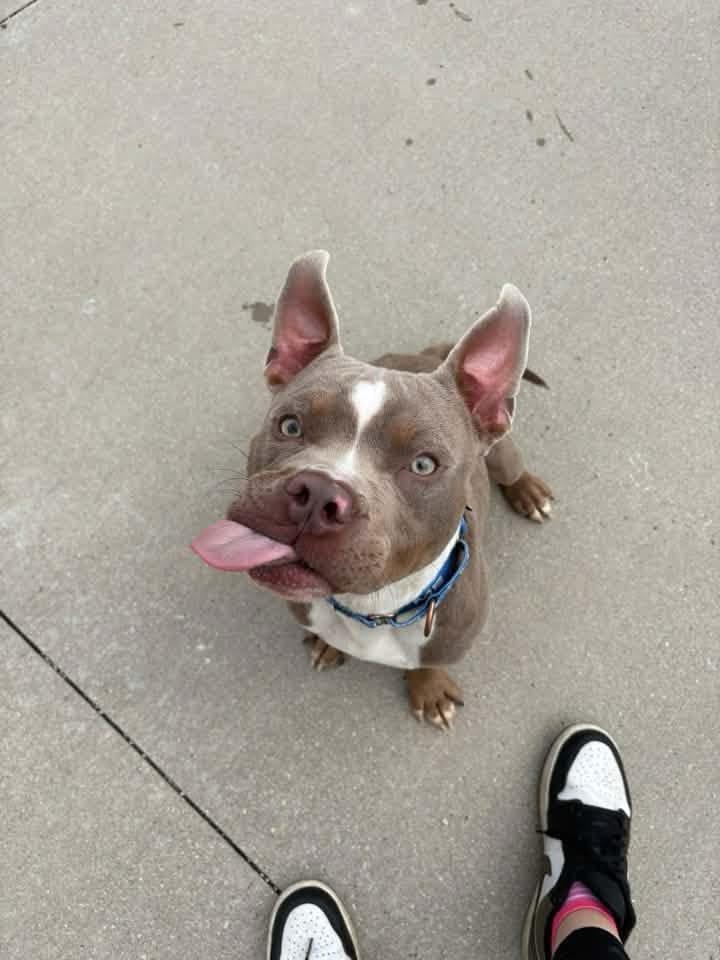 Enlarge Mater, a Adoptable mixed breed in De Pere, WI image 2/6