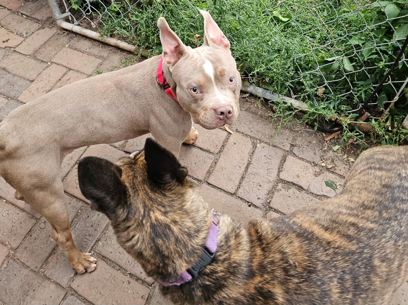 Enlarge Mater, a Adoptable mixed breed in De Pere, WI image 3/6