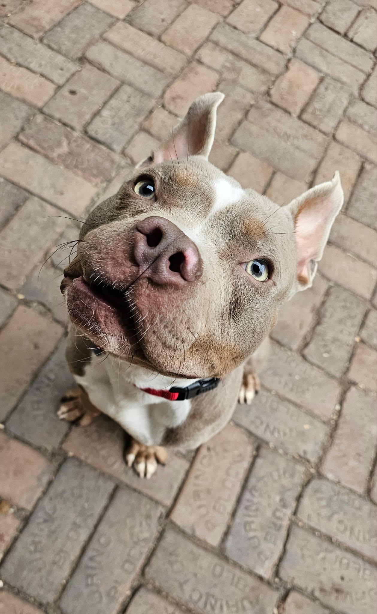 Enlarge Mater, a Adoptable mixed breed in De Pere, WI image 4/6