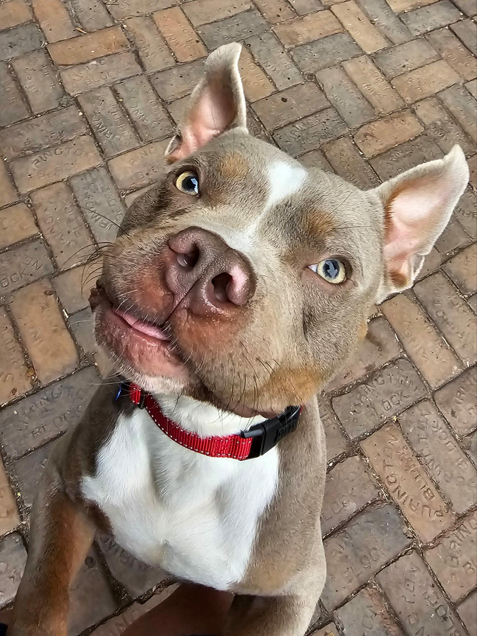 Mater, Adoptable, Young Male Terrier.