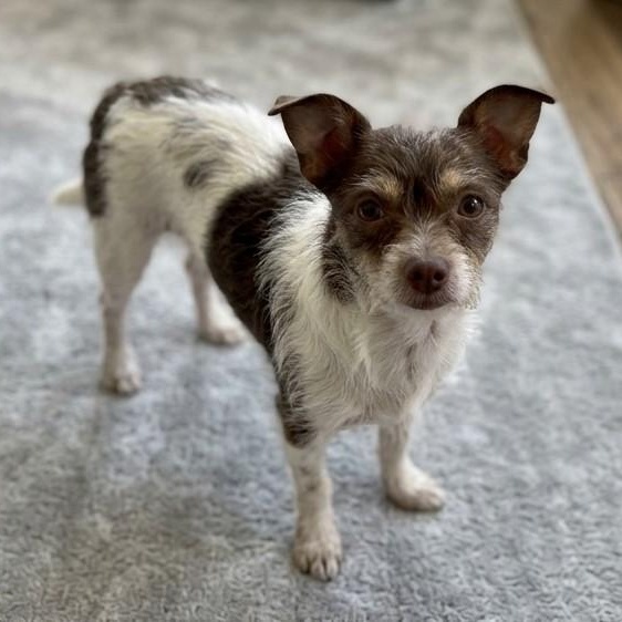 Martin 3952, Adopted, Young Male Chihuahua.