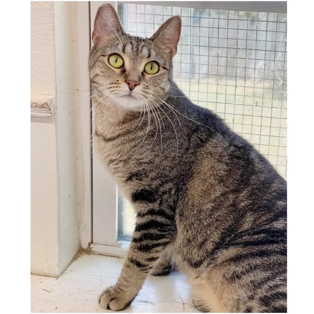 BabyGirl, a Adoptable Tabby in Kingwood, TX image 2/6