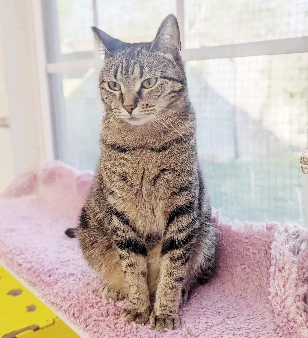 BabyGirl, Adoptable, Adult Female Tabby.