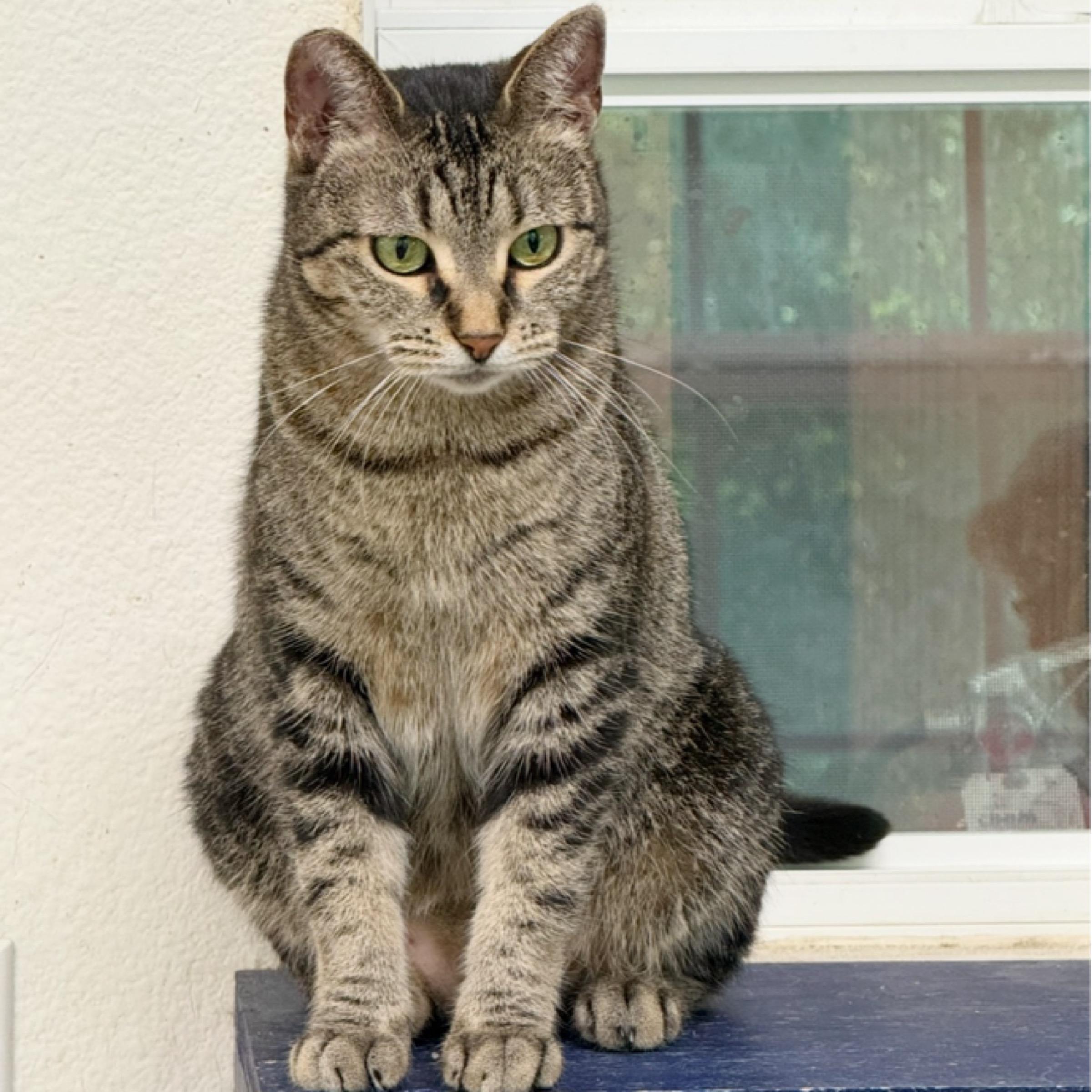 Enlarge BabyGirl, a Adoptable mixed breed in Kingwood, TX image 5/6