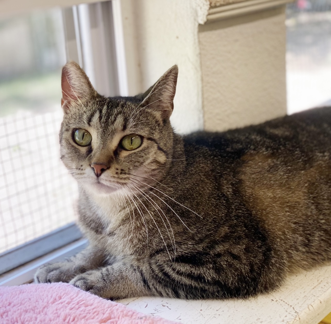BabyGirl, a Adoptable Tabby in Kingwood, TX image 5/6