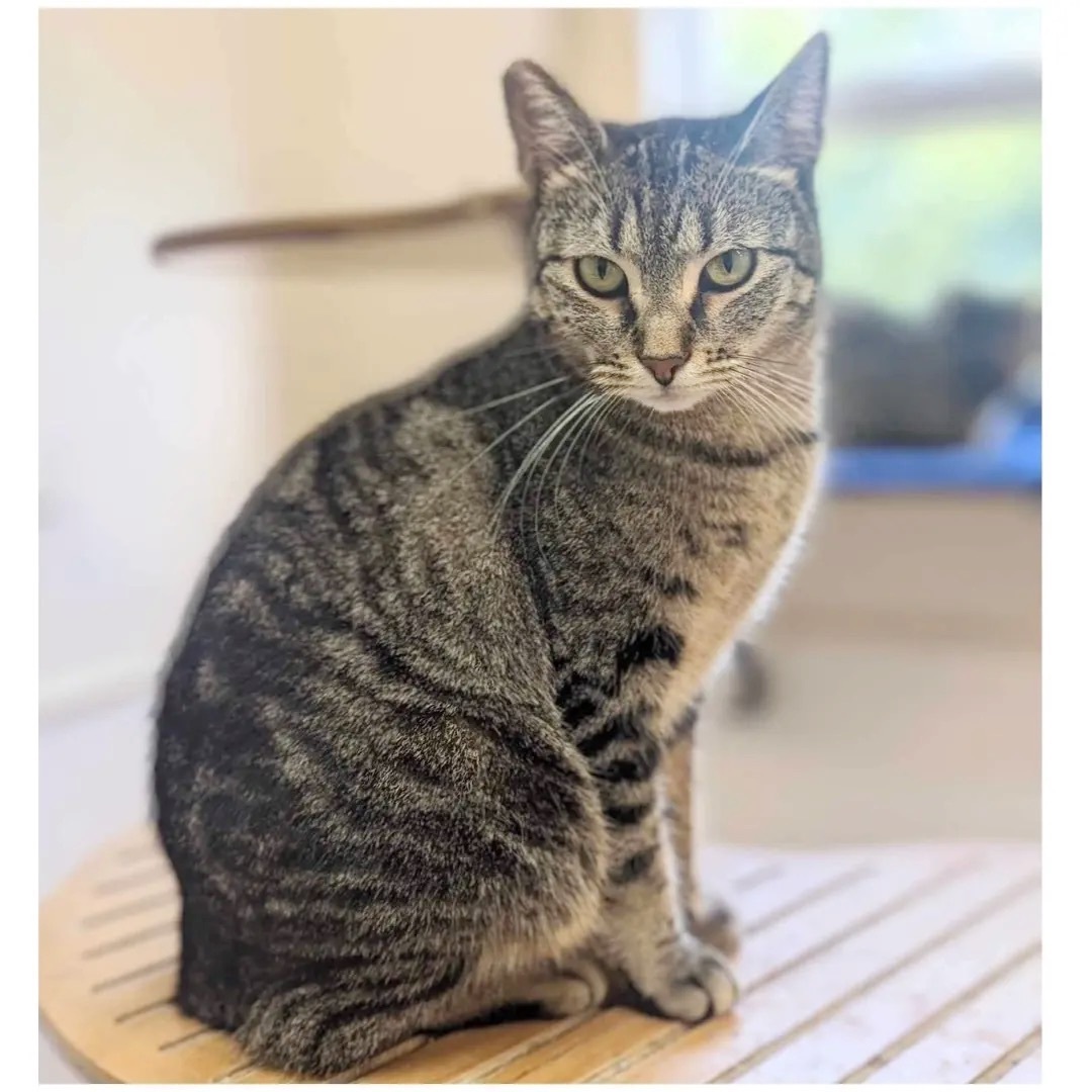 BabyGirl, a Adoptable Tabby in Kingwood, TX image 6/6