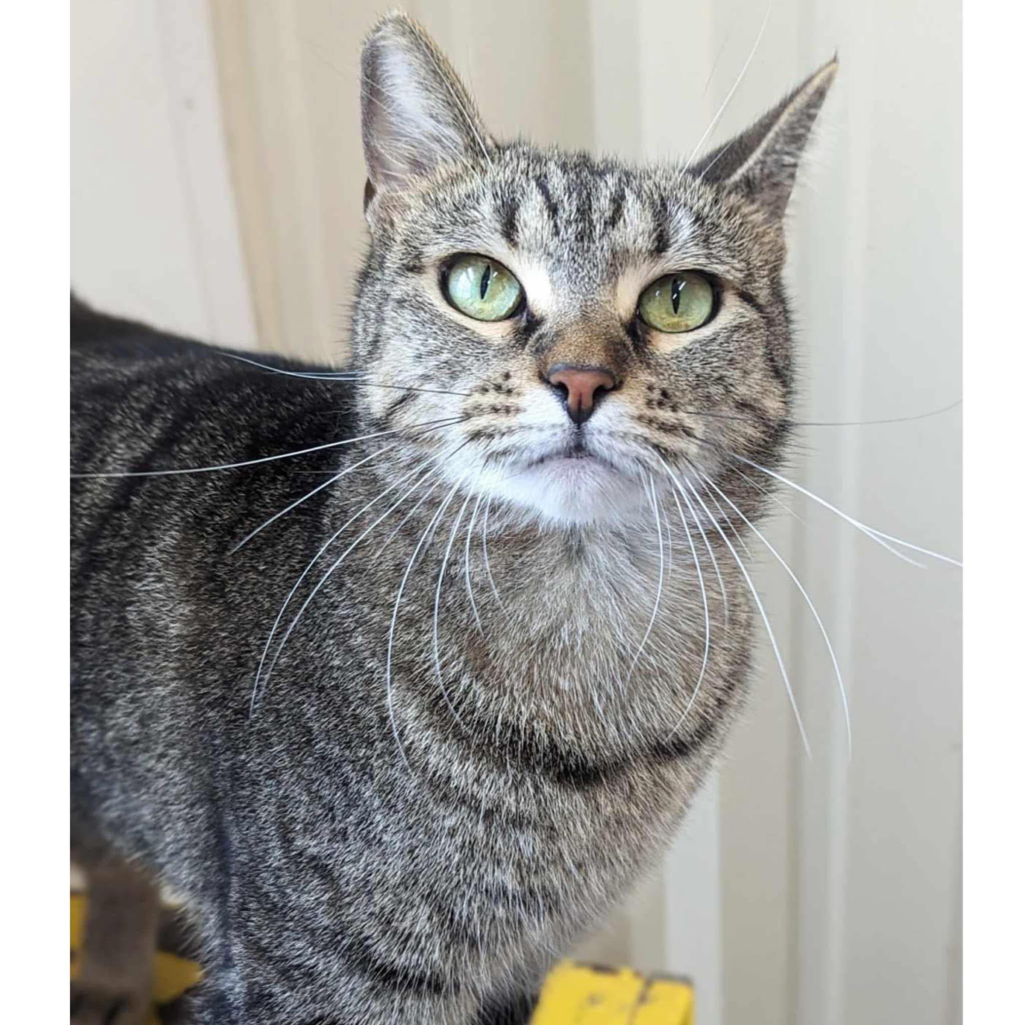 BabyGirl, a Adoptable Tabby in Kingwood, TX image 3/6