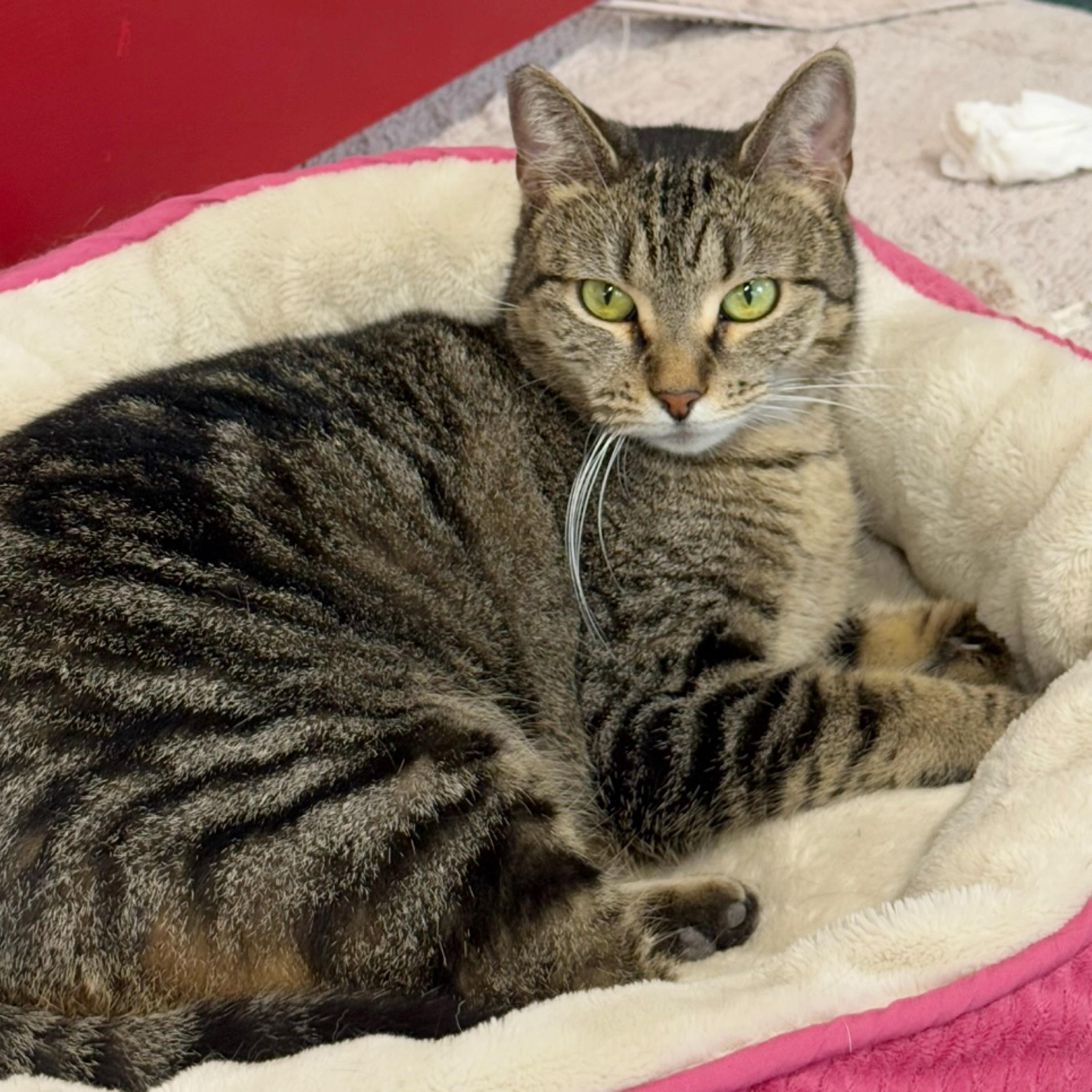 BabyGirl, a Adoptable Tabby in Kingwood, TX image 4/6