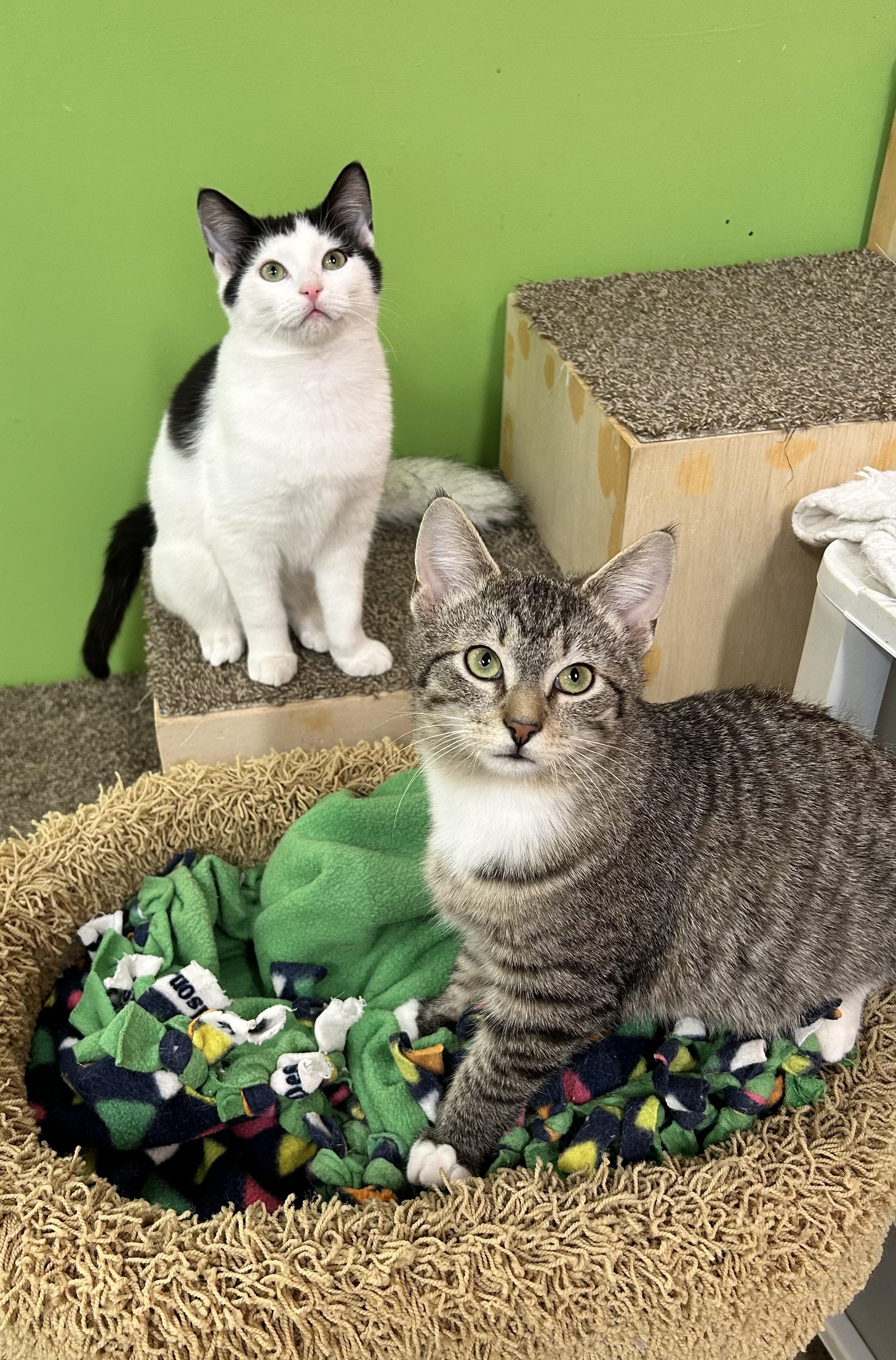 Hank & Dean, ADOPTABLE, Young Male Domestic Short Hair.