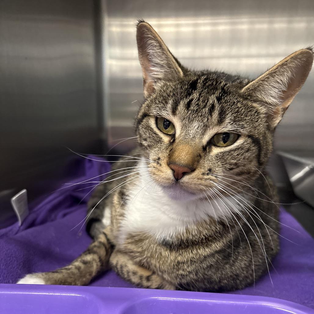 Bebechis, Adoptable, Young Female Domestic Short Hair.