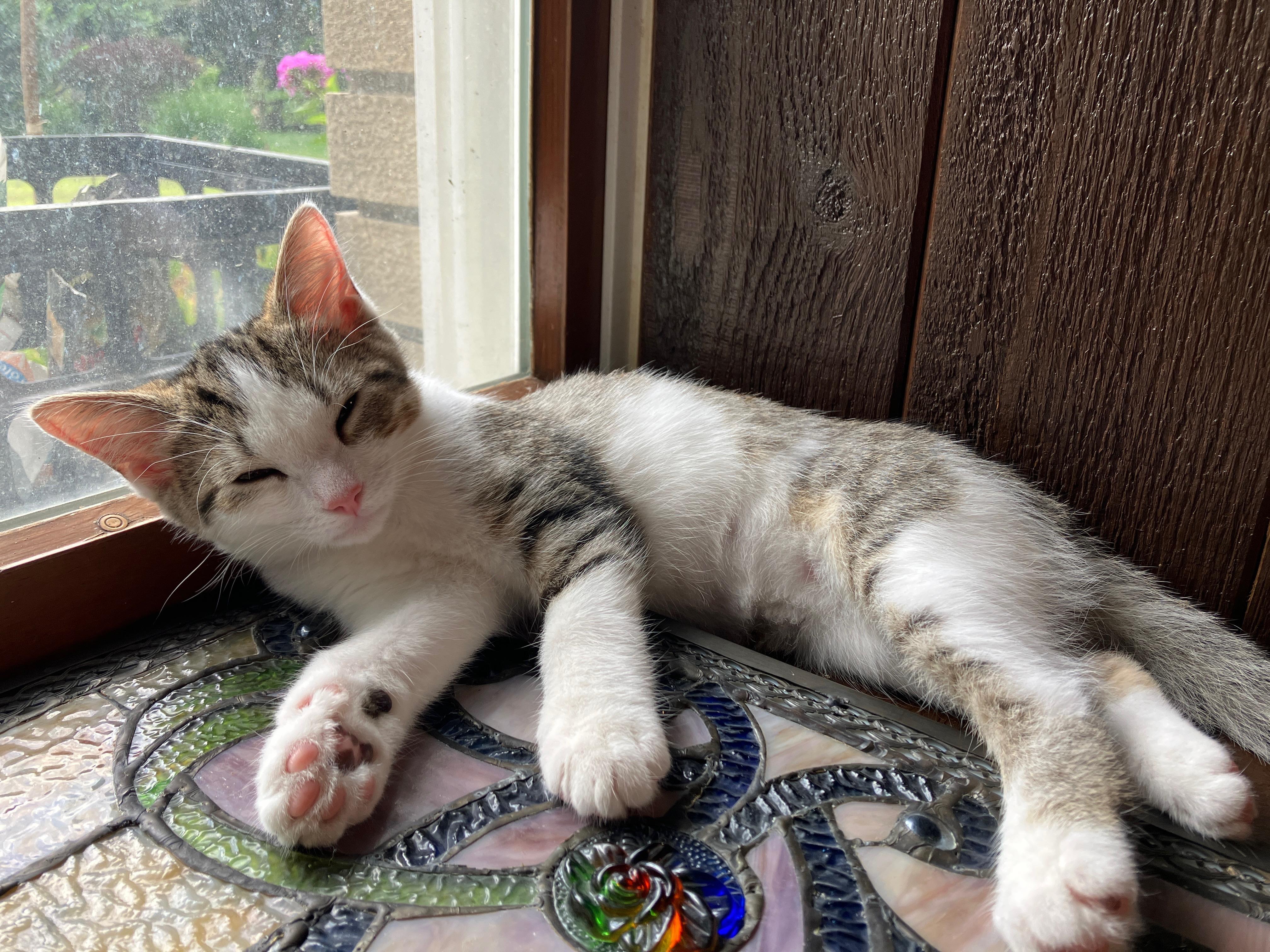 Enlarge Twix, a ADOPTABLE Domestic Short Hair in China Township, MI image 6/6