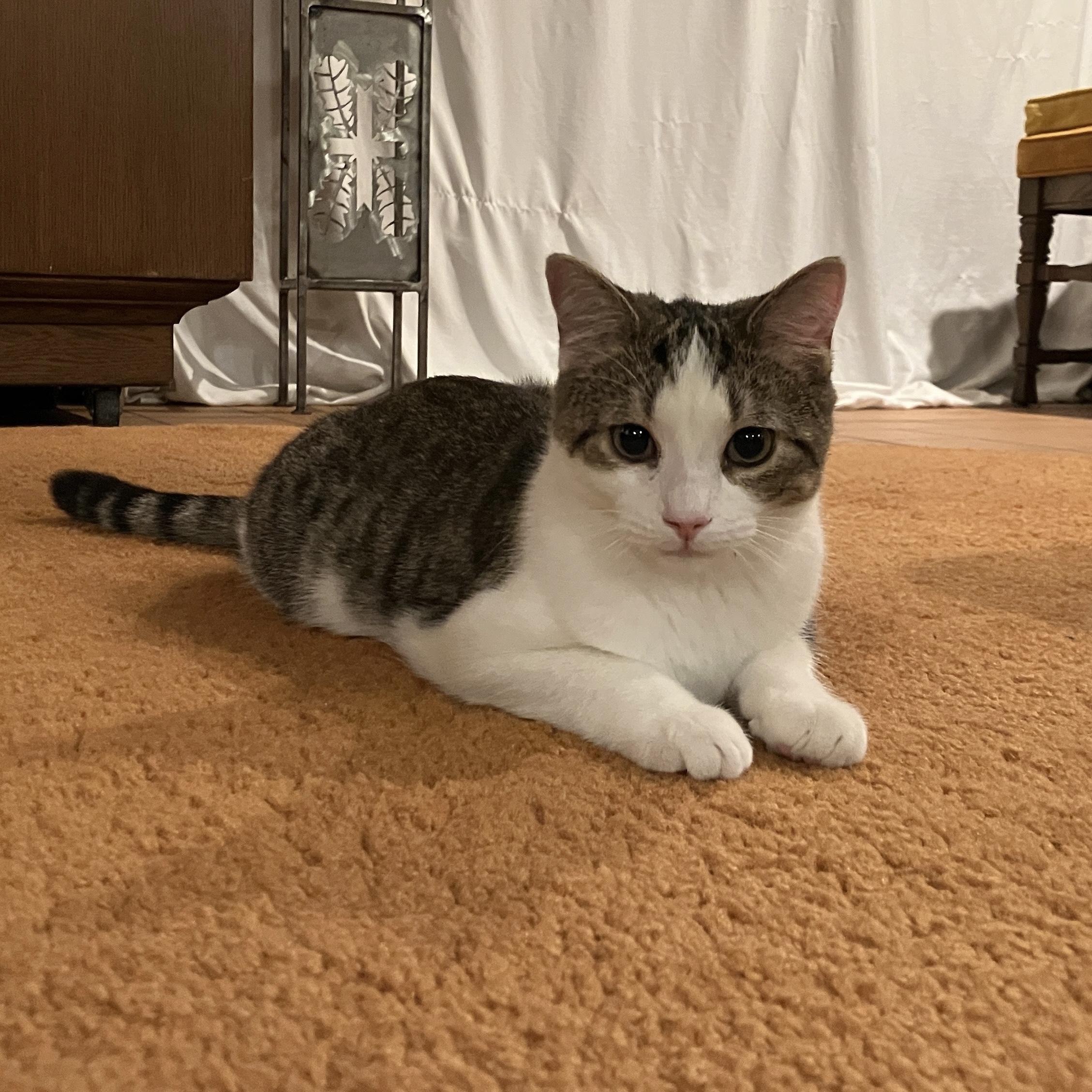 Enlarge Twix, a Adoptable Domestic Short Hair in China Township, MI image 6/6