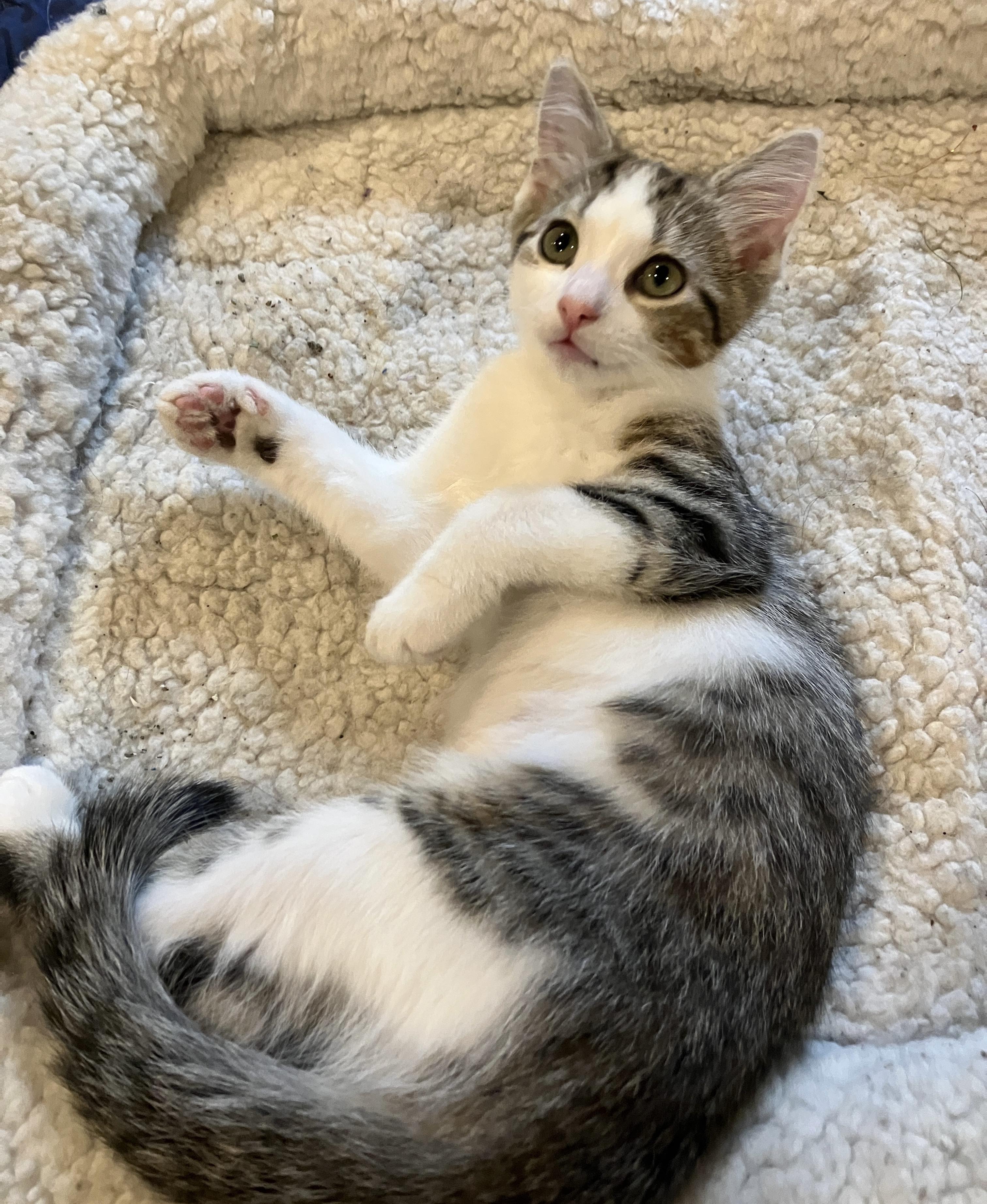 Enlarge Twix, a ADOPTABLE Domestic Short Hair in China Township, MI image 1/6