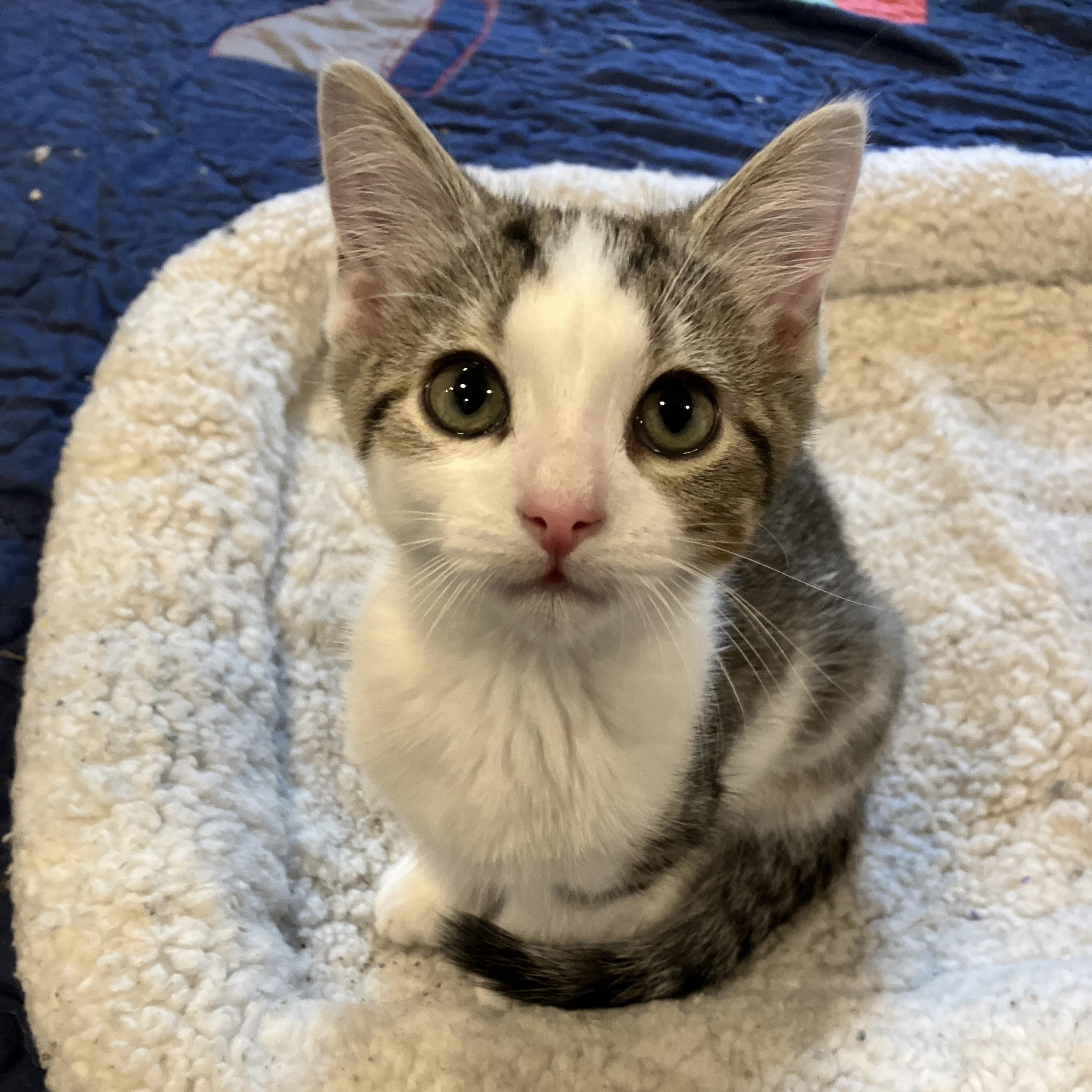 Enlarge Twix, a ADOPTABLE Domestic Short Hair in China Township, MI image 5/6